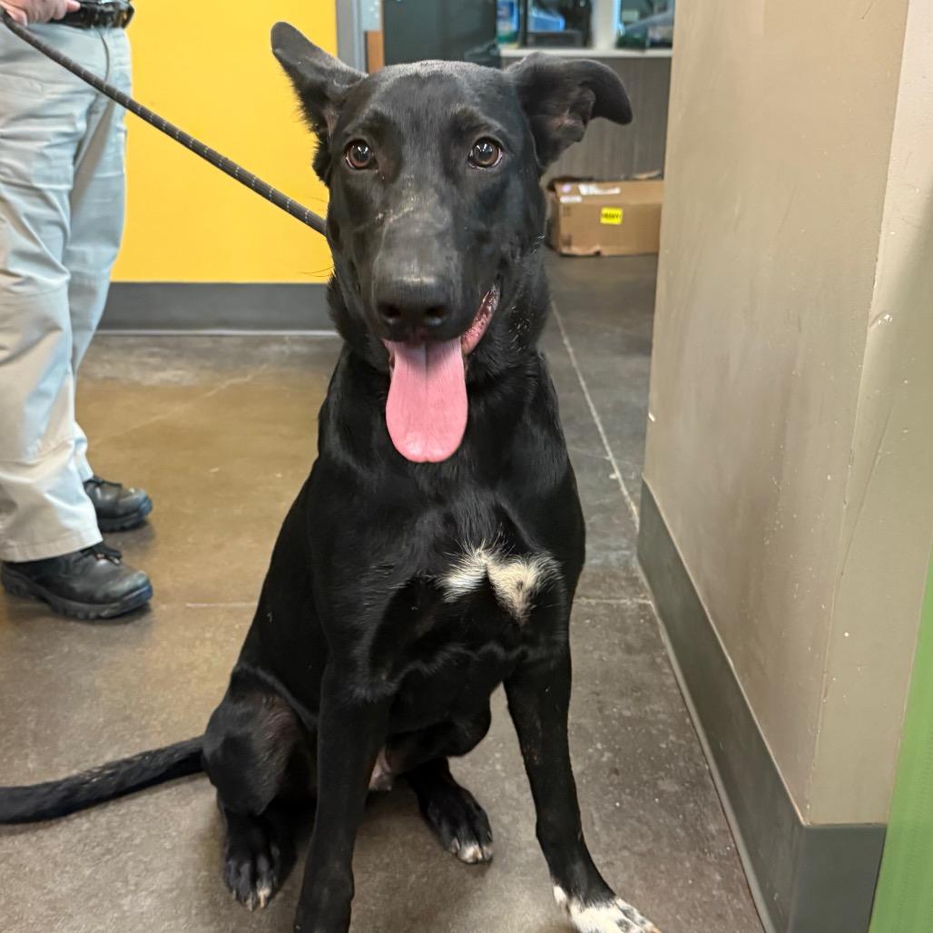 Enlarge Luigi, a Adoptable Black Labrador Retriever in Norman, OK image 5/5