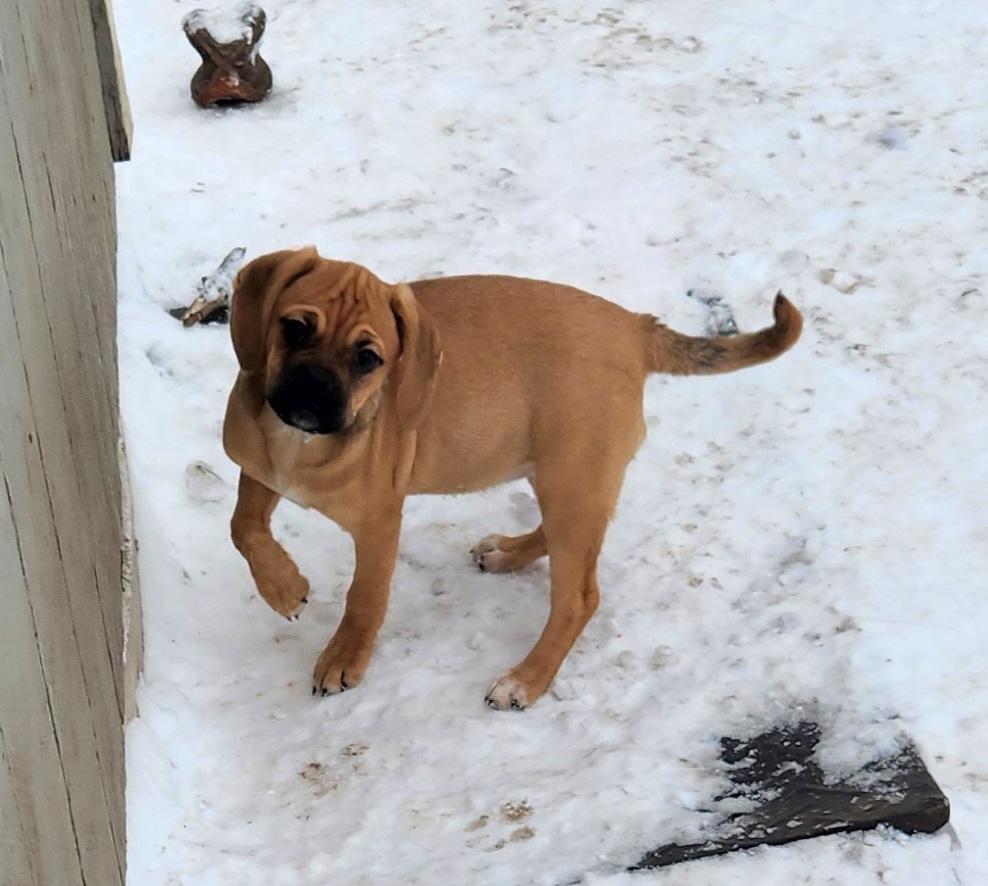 Tammy, ADOPTABLE, Puppy Female Puggle.