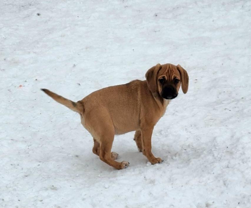 Tammy, a ADOPTABLE Puggle in Liberty Center, OH image 2/6