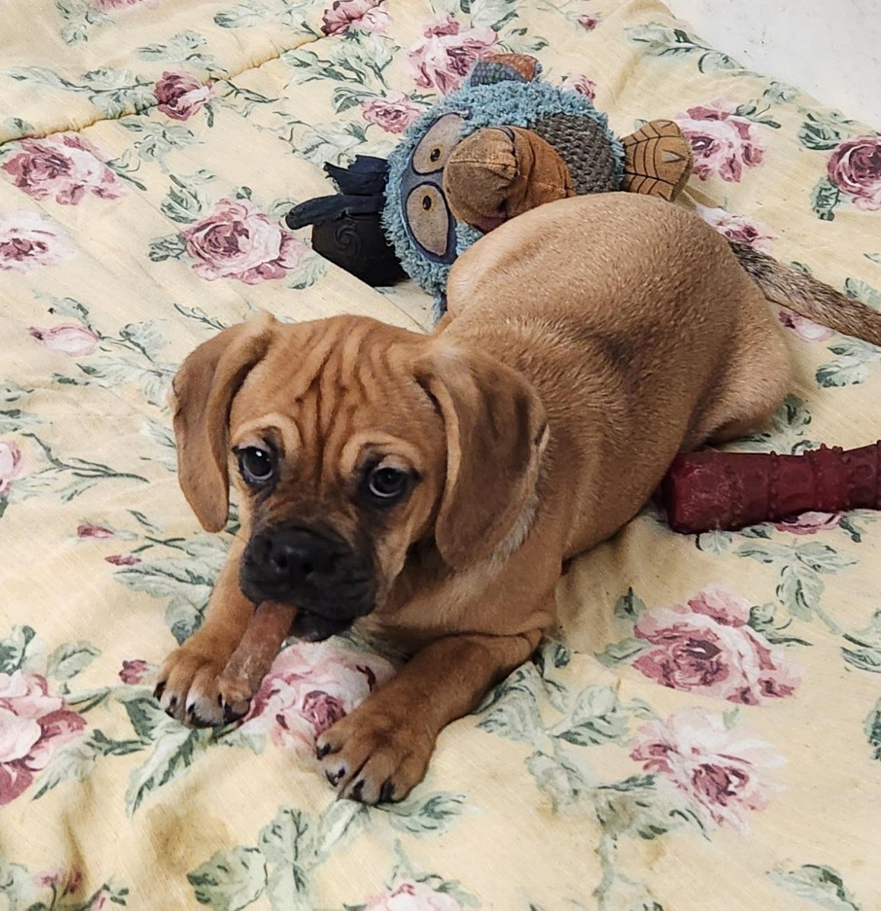 Tammy, a ADOPTABLE Puggle in Liberty Center, OH image 3/6
