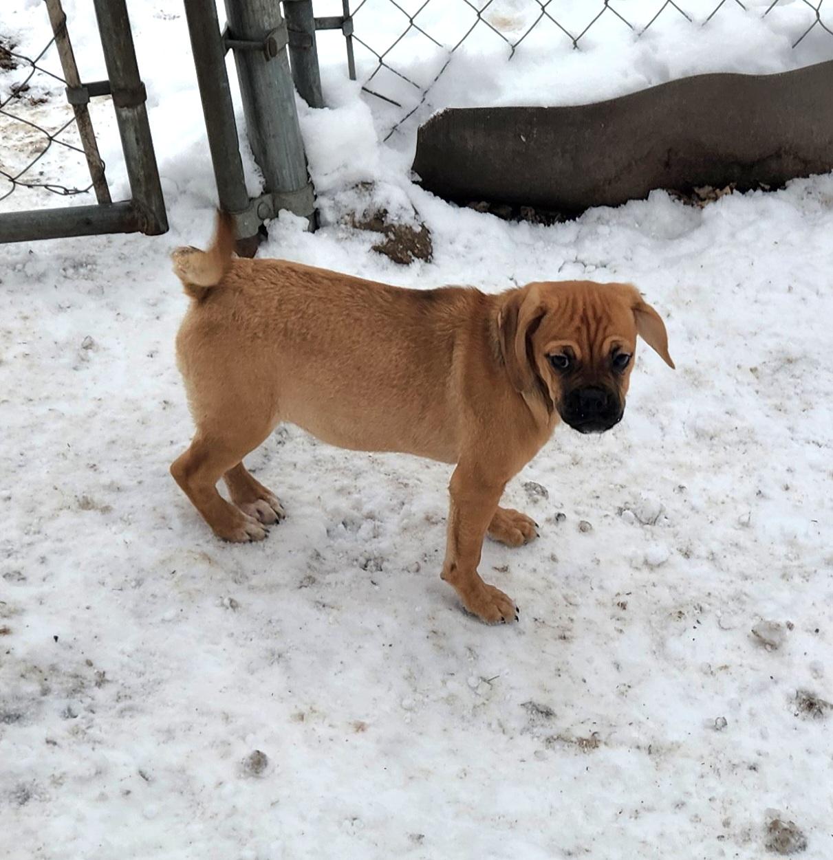 Tammy, a ADOPTABLE Puggle in Liberty Center, OH image 4/6