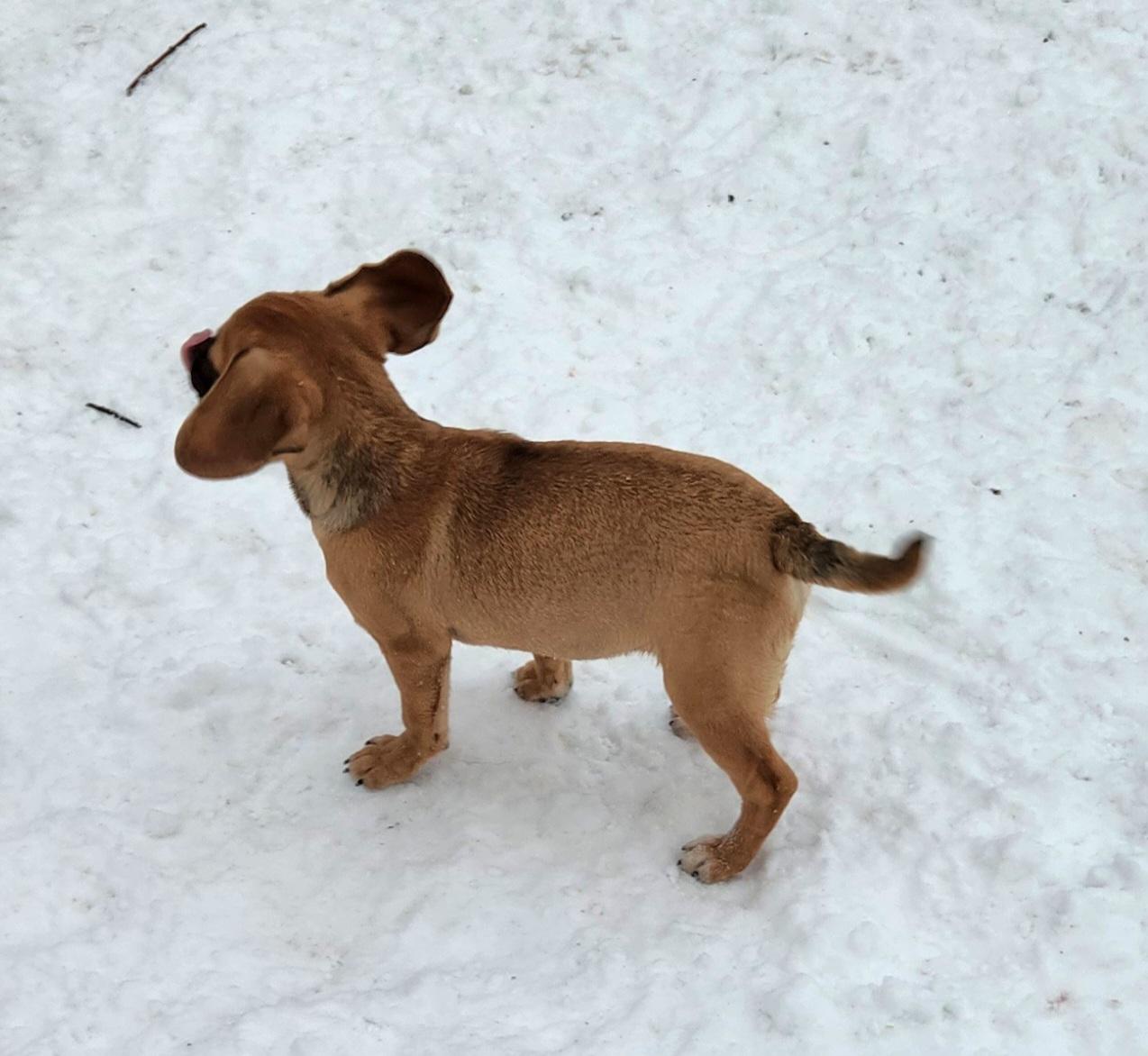 Tammy, a ADOPTABLE Puggle in Liberty Center, OH image 5/6