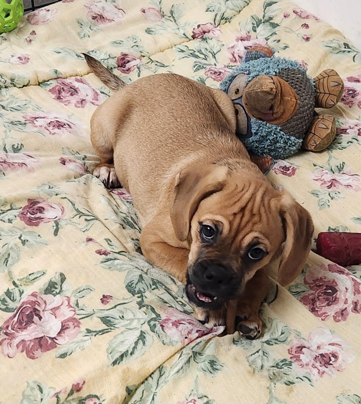 Tammy, a ADOPTABLE Puggle in Liberty Center, OH image 6/6