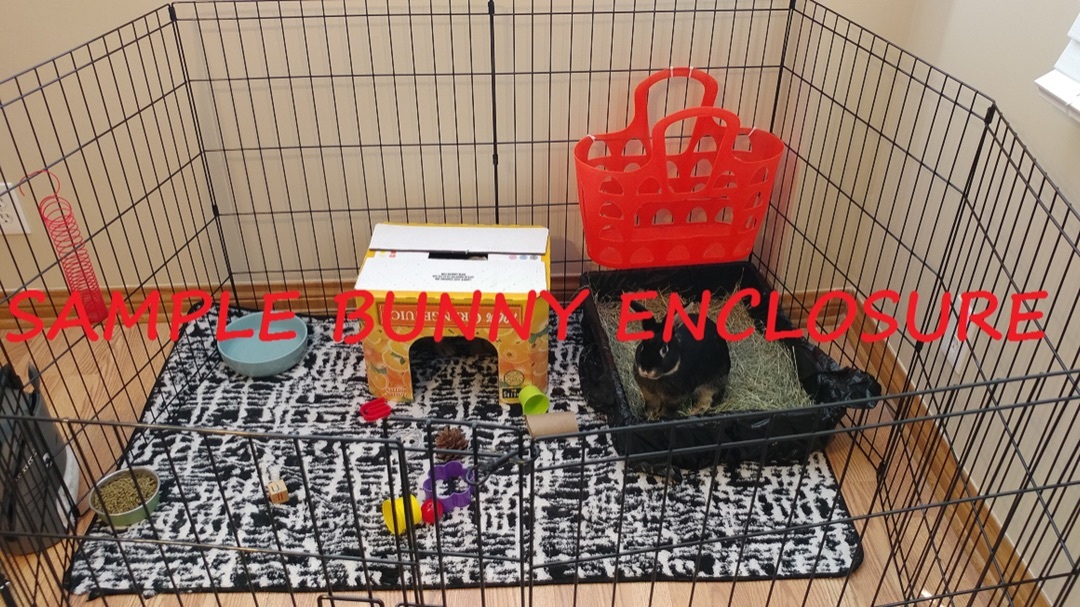 Enlarge Shortstack, a Adoptable mixed breed in Lake Elsinore, CA image 2/10