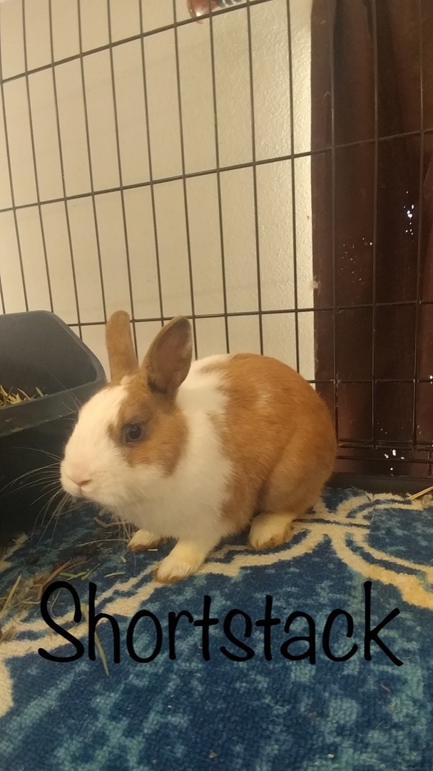 Shortstack, Adoptable, Young Male Dutch & Dwarf.