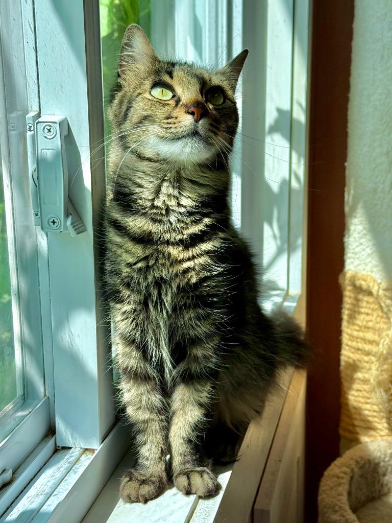 Freya, Adoptable, Young Female Domestic Short Hair.
