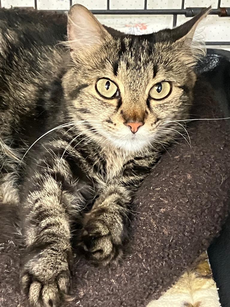 Freya, Adoptable, Young Female Domestic Short Hair.