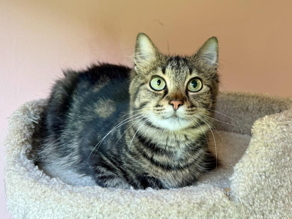 Enlarge Freya, a Adoptable mixed breed in Lunenburg, MA image 2/3