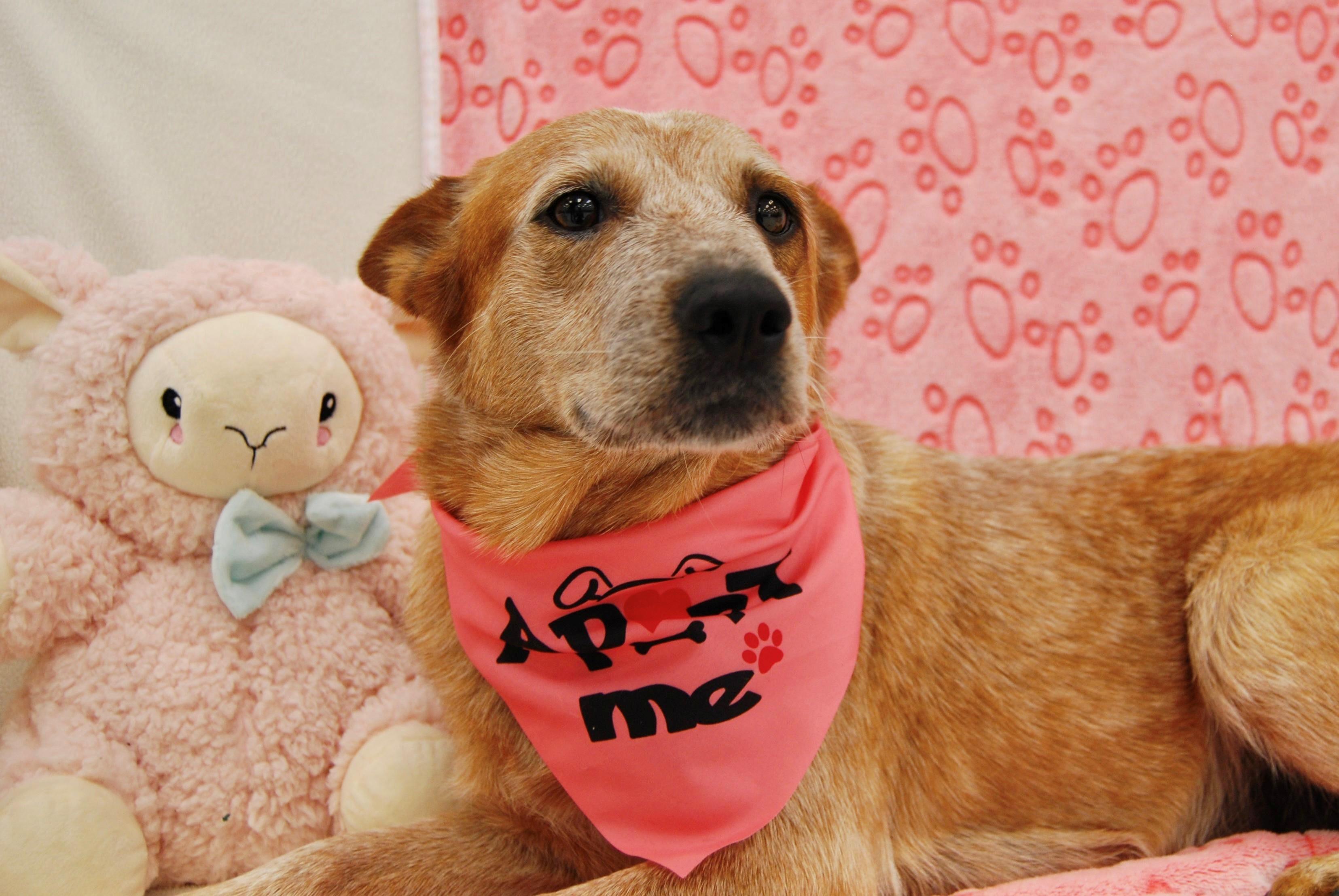 GINGER SNAP, ADOPTABLE, Adult Female Australian Cattle Dog / Blue Heeler.