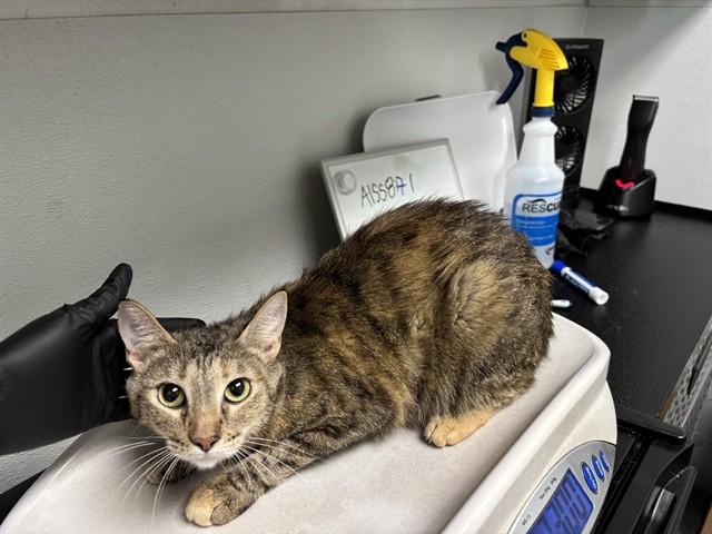 LAVENDER, Adoptable, Young Female Domestic Short Hair.