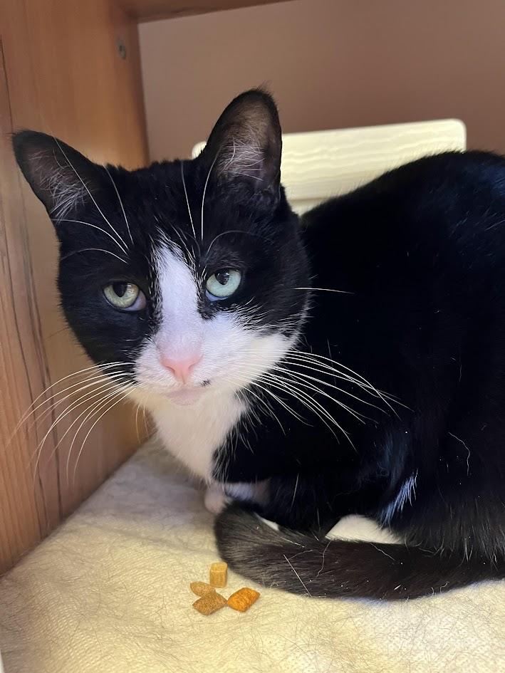 Enlarge SMARTIES (CR/SC), a Adoptable Domestic Short Hair in Sainte-Angele-de-Monnoir, QC image 5/6