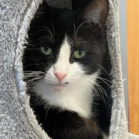 Enlarge SMARTIES (CR/SC), a Adoptable Domestic Short Hair in Sainte-Angele-de-Monnoir, QC image 1/6