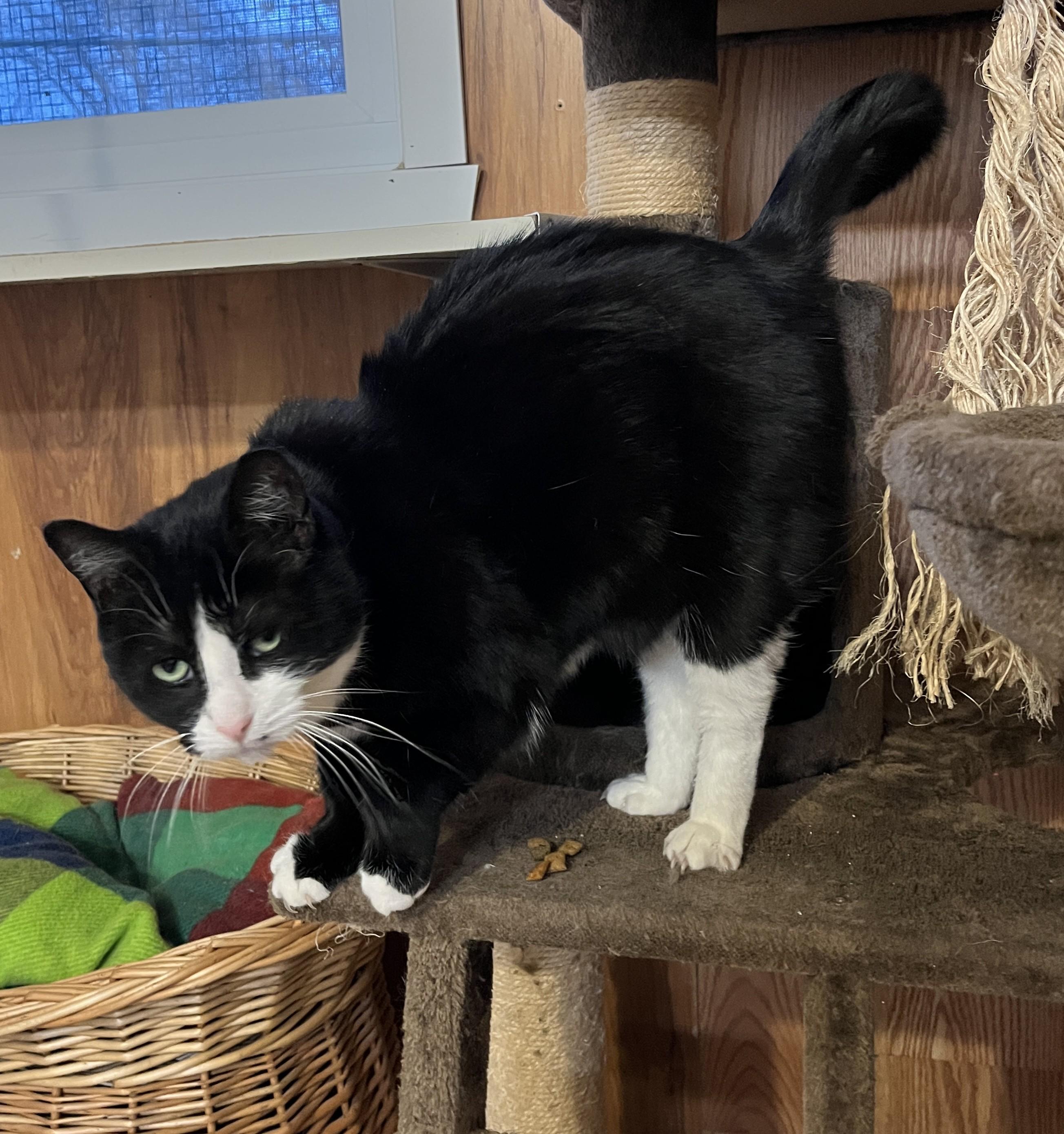 Enlarge SMARTIES (CR/SC), a Adoptable Domestic Short Hair in Sainte-Angele-de-Monnoir, QC image 3/6