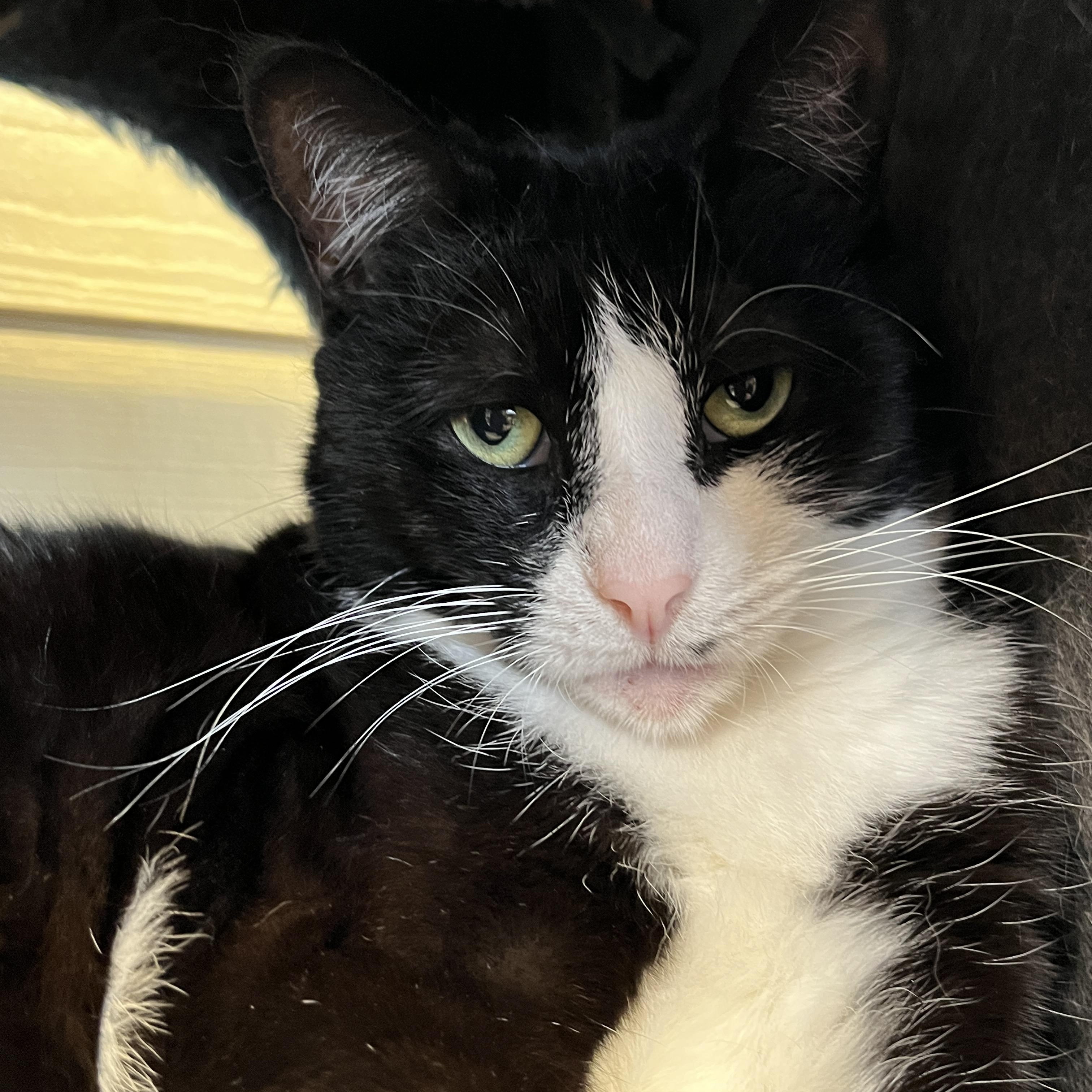 Enlarge SMARTIES (CR/SC), a Adoptable Domestic Short Hair in Sainte-Angele-de-Monnoir, QC image 4/6