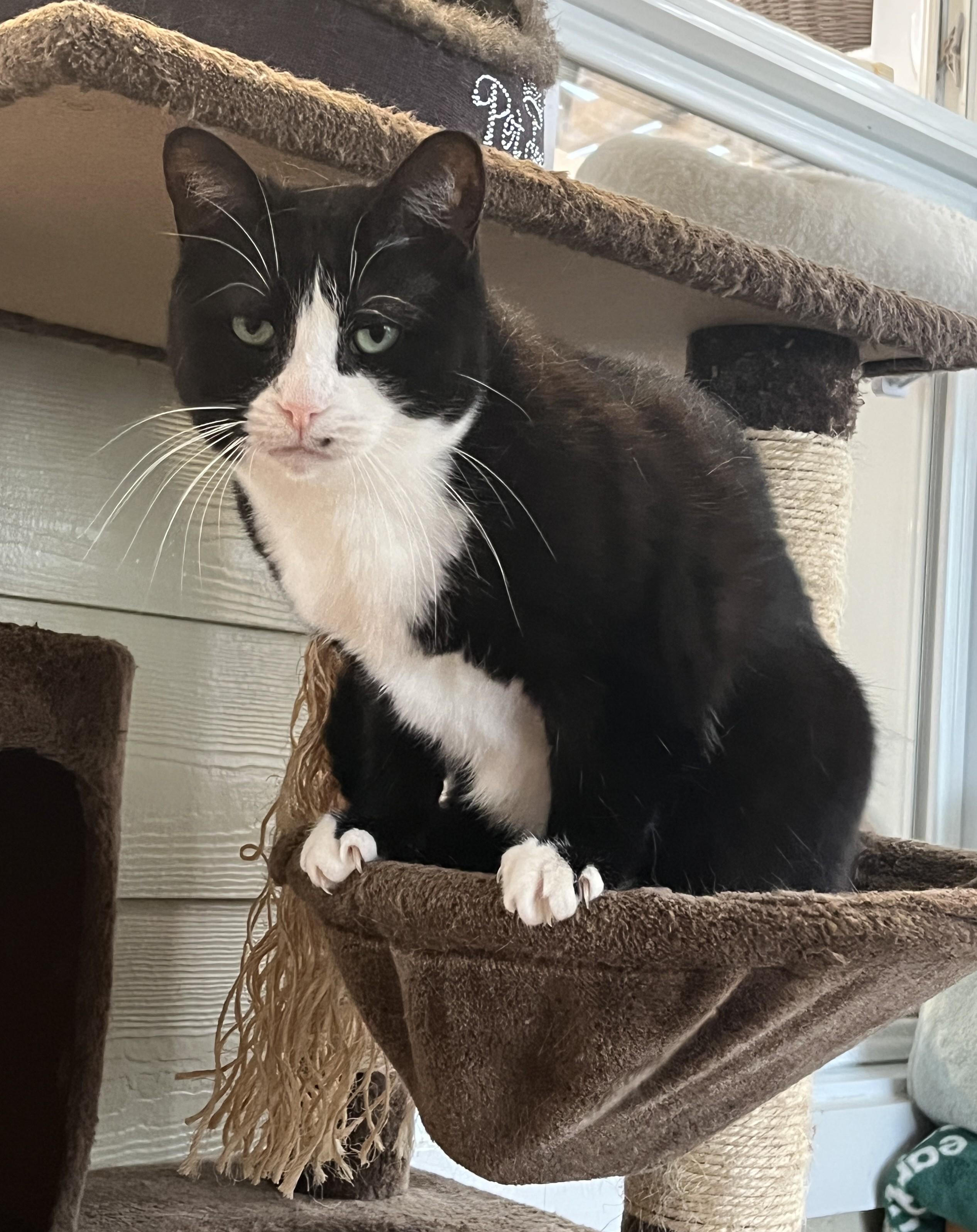SMARTIES (CR/SC), Adoptable, Adult Female Domestic Short Hair.