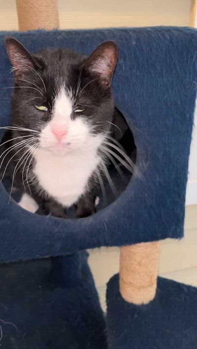 Enlarge SMARTIES (CR/SC), a Adoptable Domestic Short Hair in Sainte-Angele-de-Monnoir, QC video 6/6