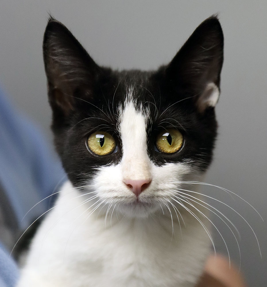 Cat for adoption Regina (AO32422), a Domestic Short Hair in Kansas