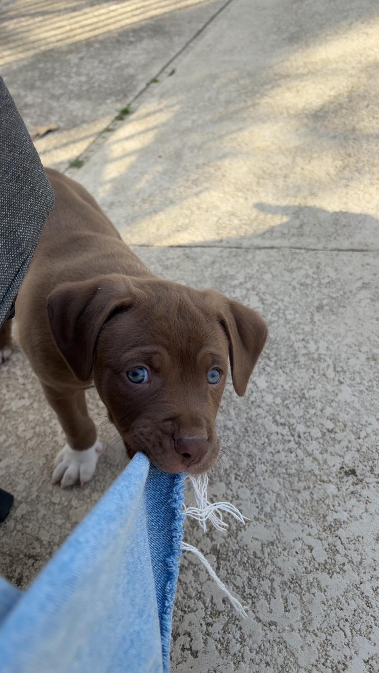 Tank, an adopted mixed breed in Arlington , VA image 1/6