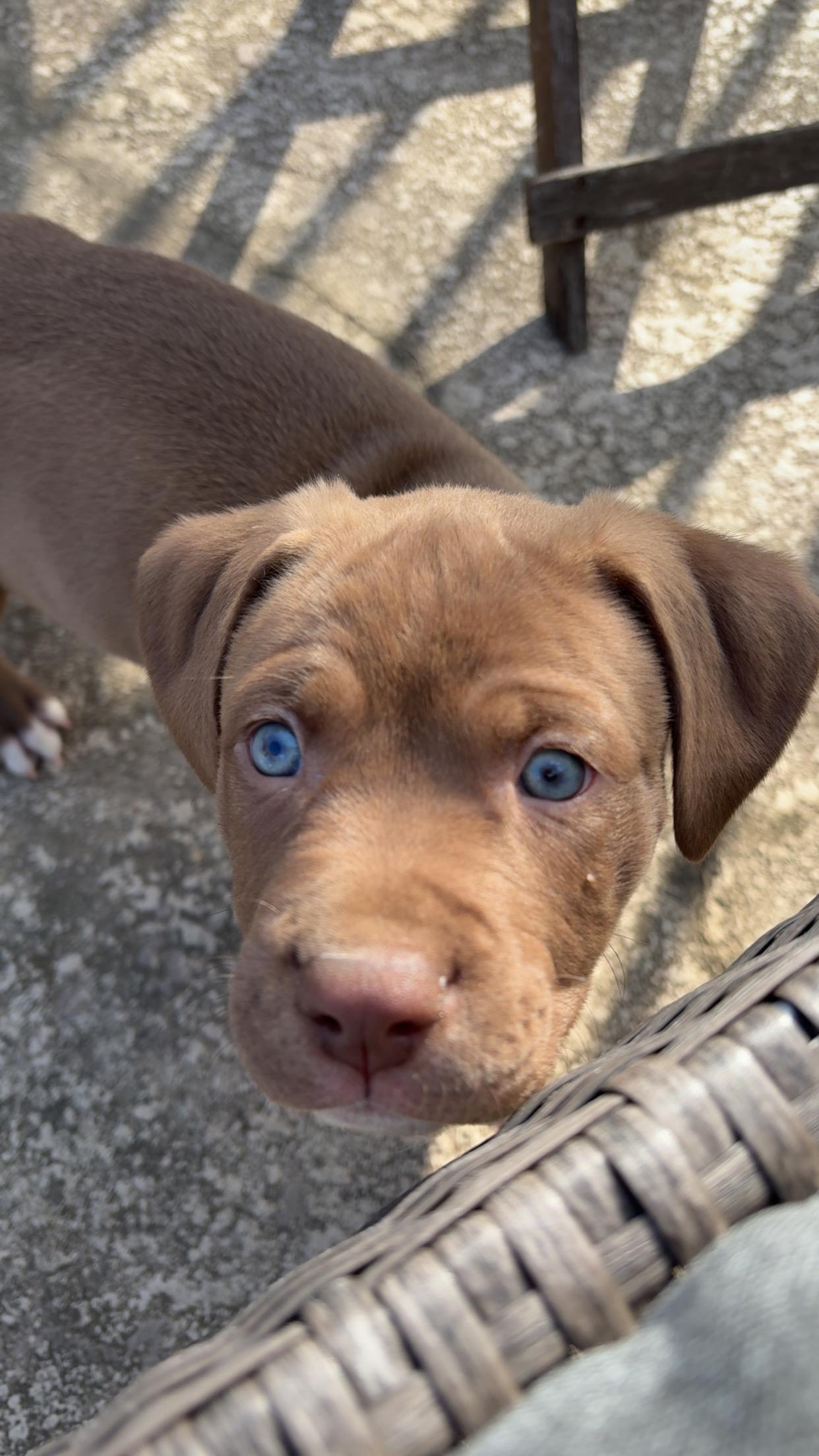 Tank, an adopted mixed breed in Arlington , VA image 2/6