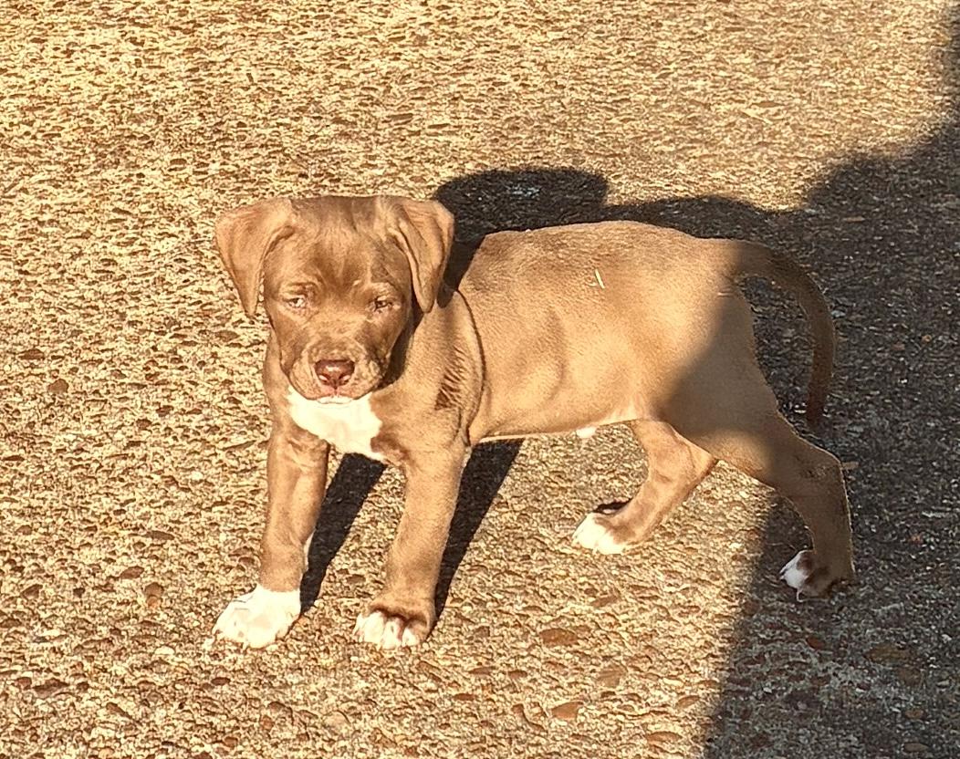 Tank, an adopted mixed breed in Arlington , VA image 5/6