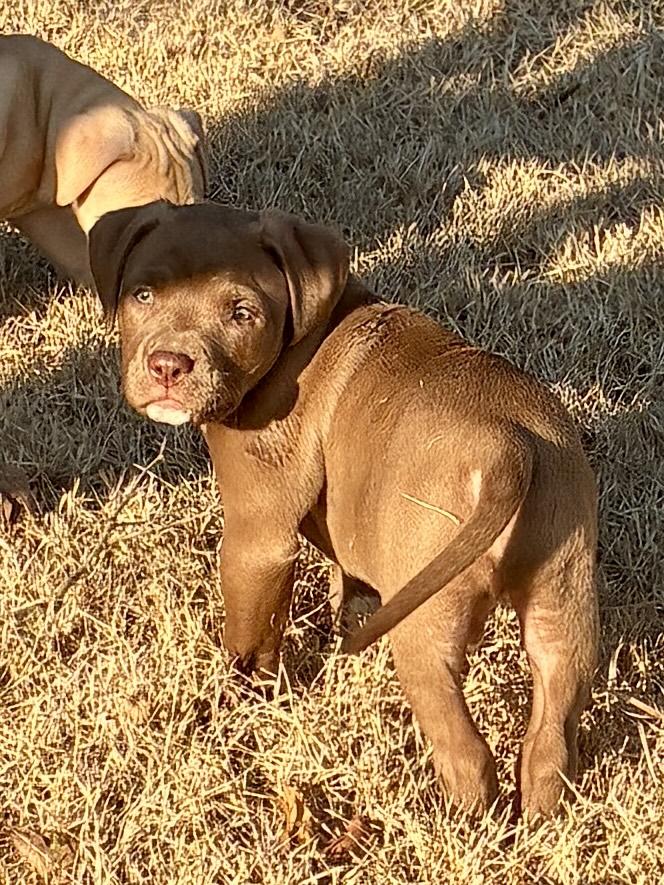 Tank, an adopted mixed breed in Arlington , VA image 6/6