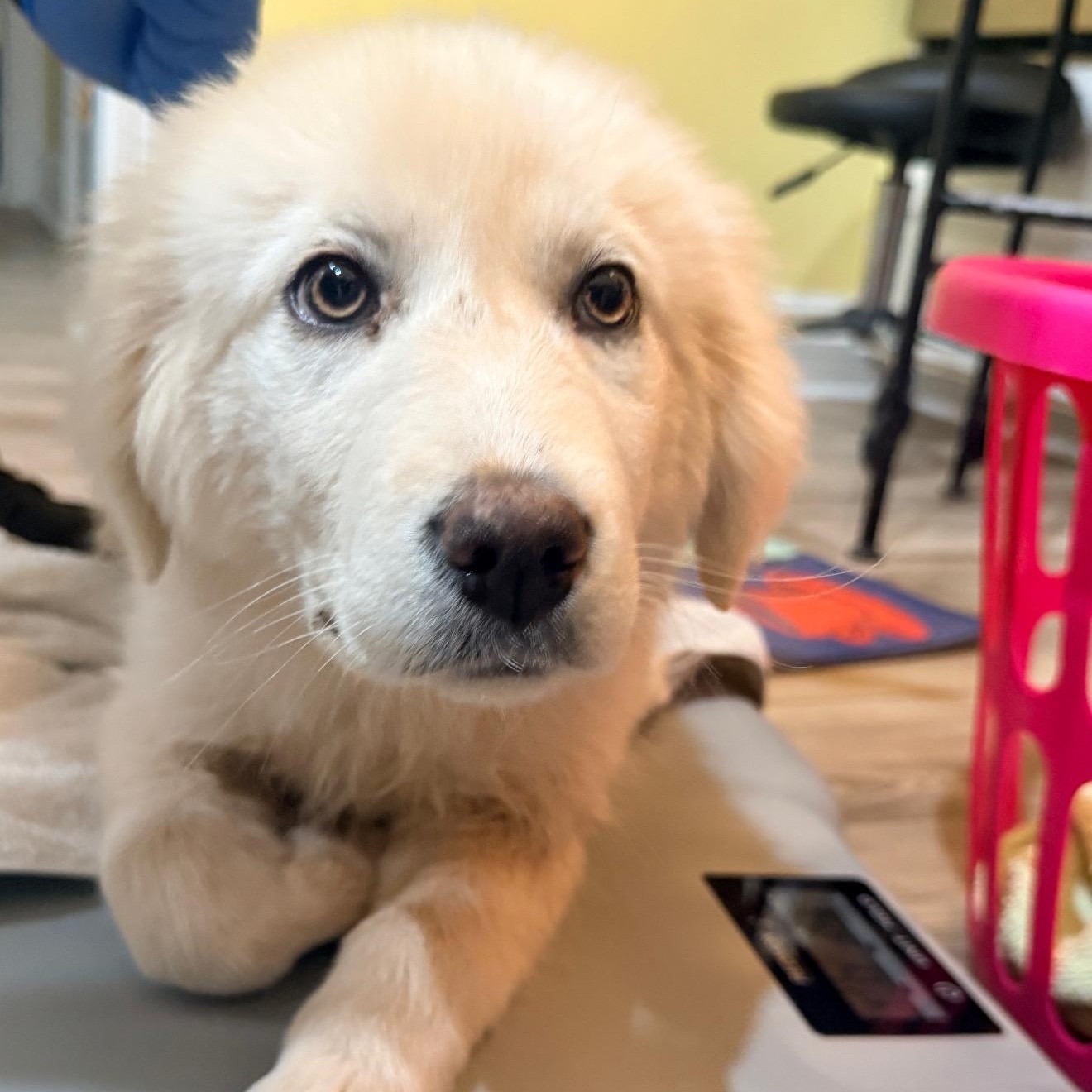 Enlarge Yuna, a ADOPTABLE mixed breed in Olathe, KS image 6/6