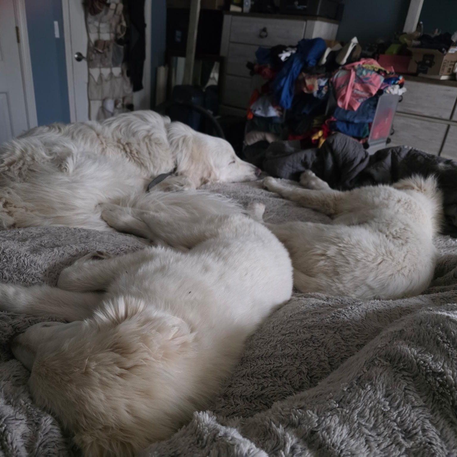 Enlarge Yuna, a ADOPTABLE mixed breed in Olathe, KS image 5/6