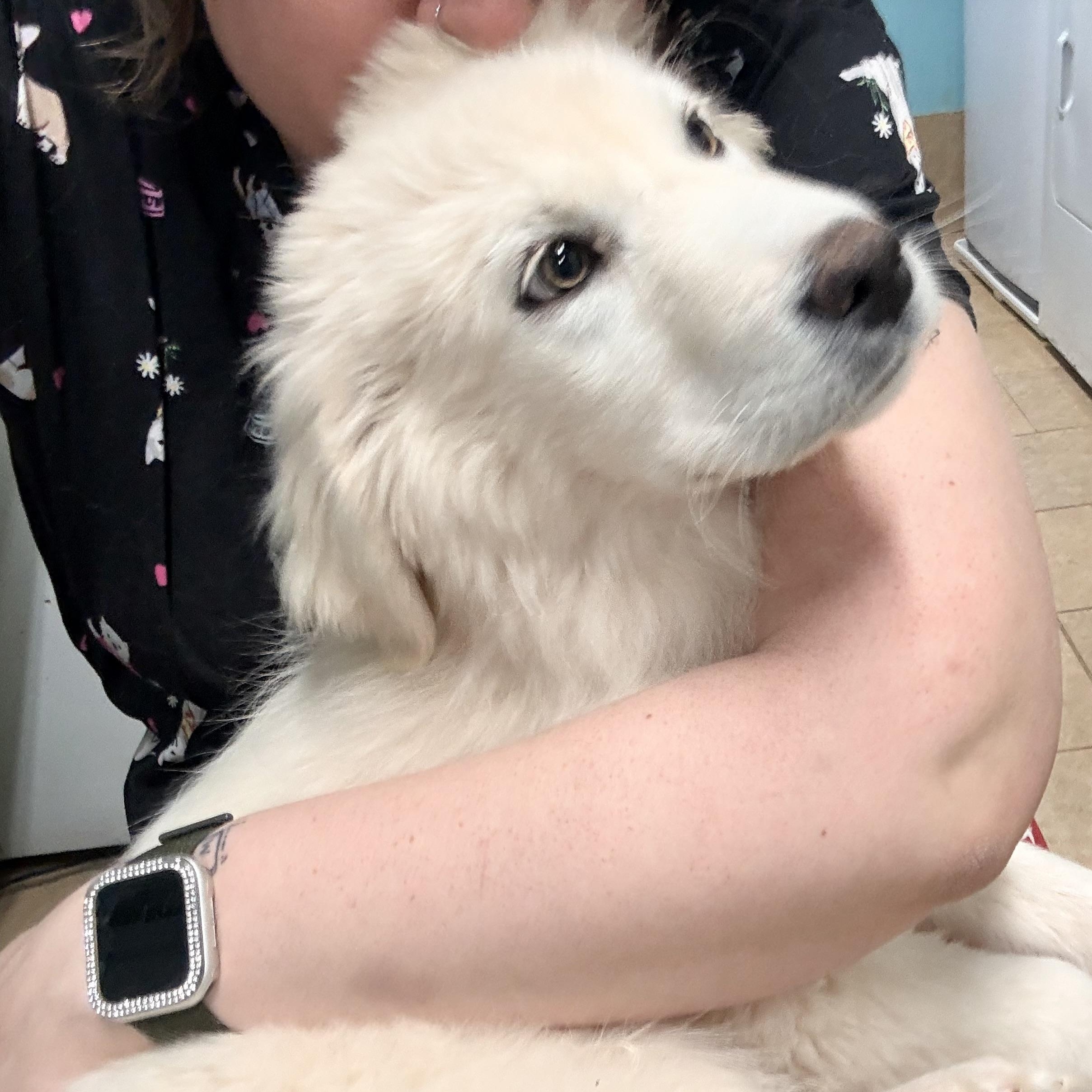 Enlarge Yuna, a ADOPTABLE mixed breed in Olathe, KS image 4/6