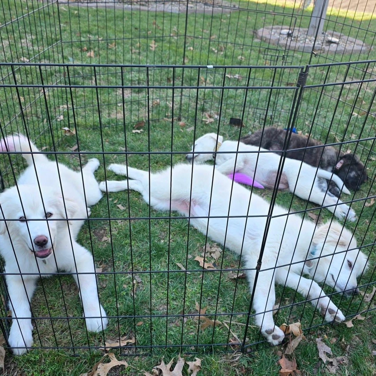 Enlarge Yuna, a ADOPTABLE mixed breed in Olathe, KS image 3/6