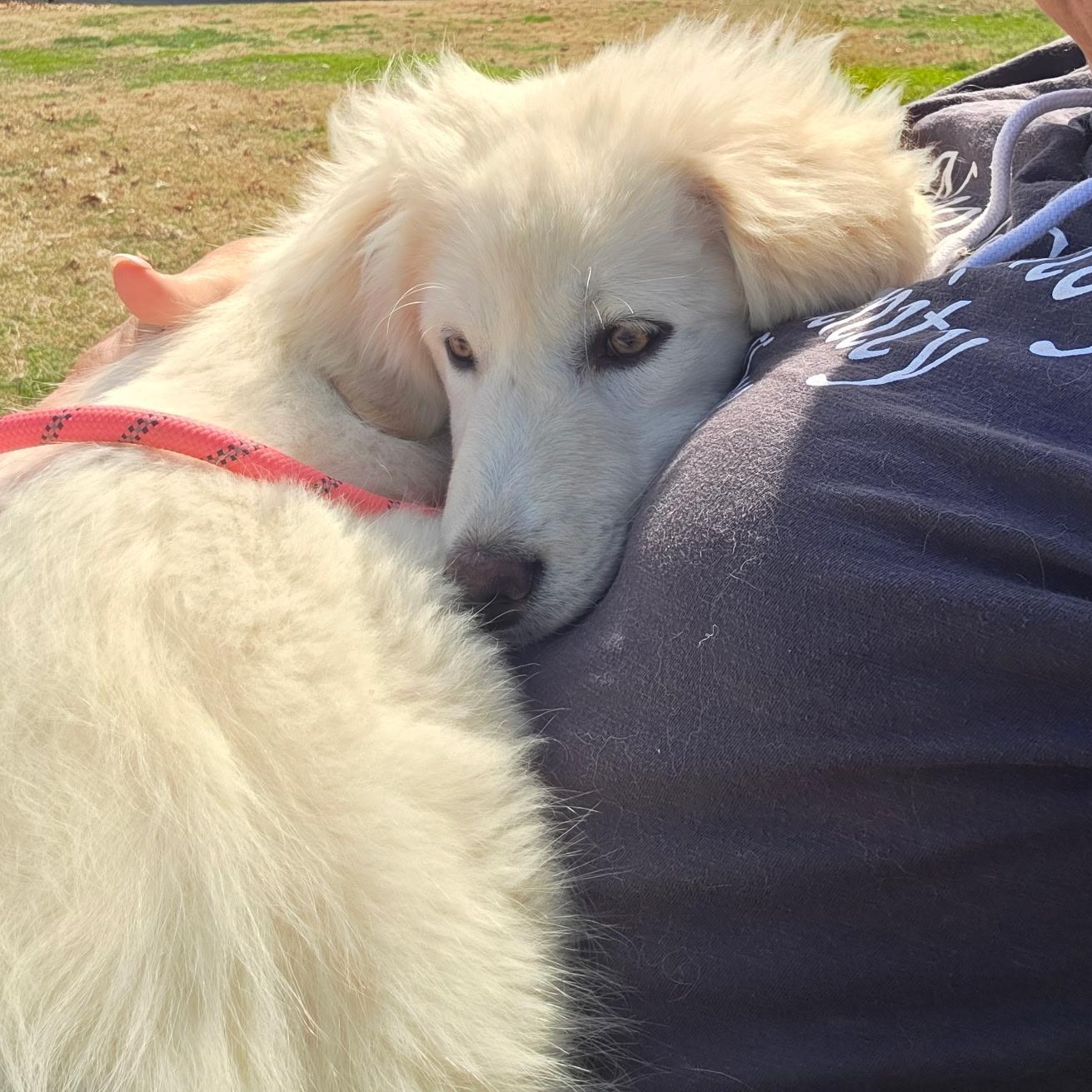 Yuna, ADOPTABLE, Puppy Female Great Pyrenees.