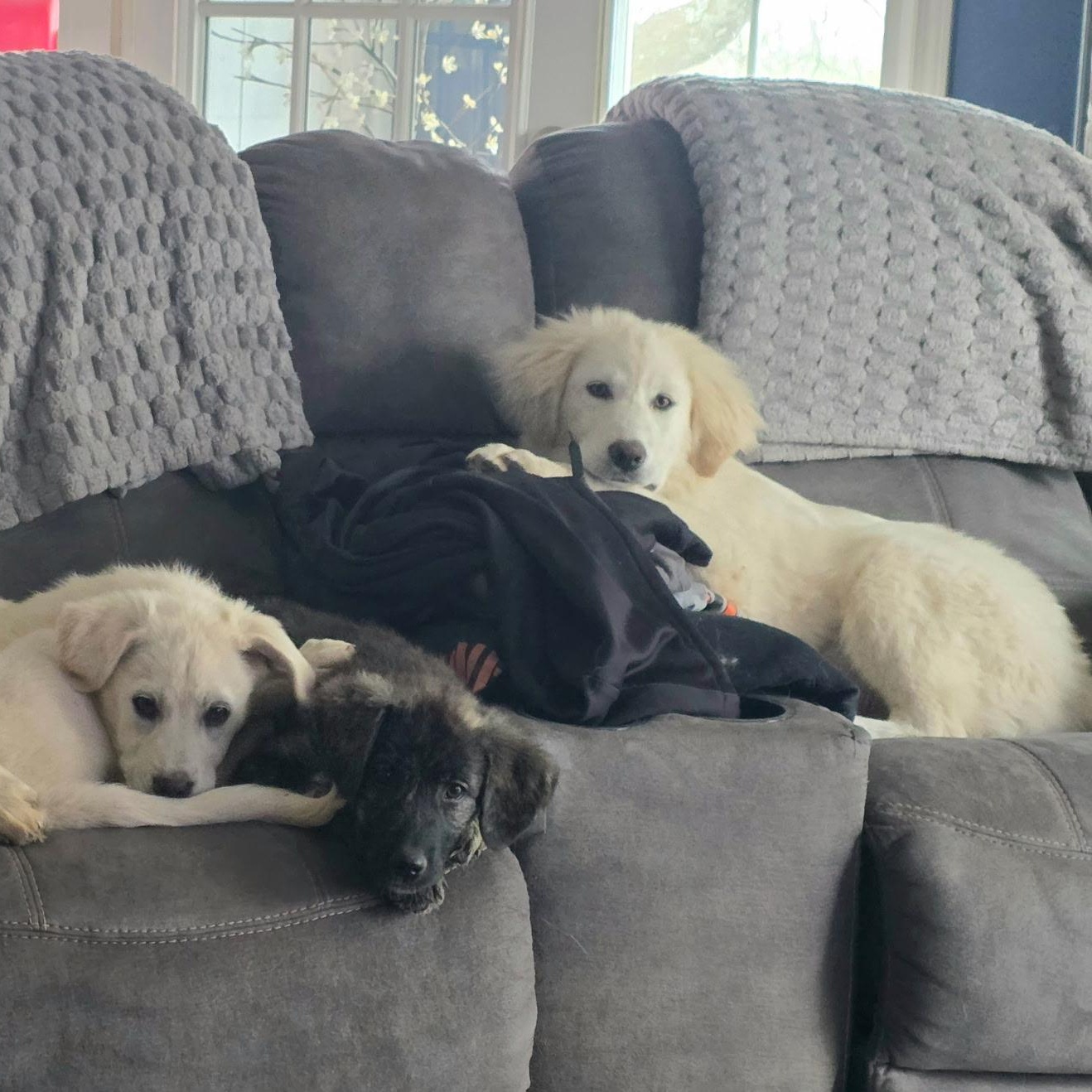 Enlarge Yuna, a ADOPTABLE mixed breed in Olathe, KS image 2/6