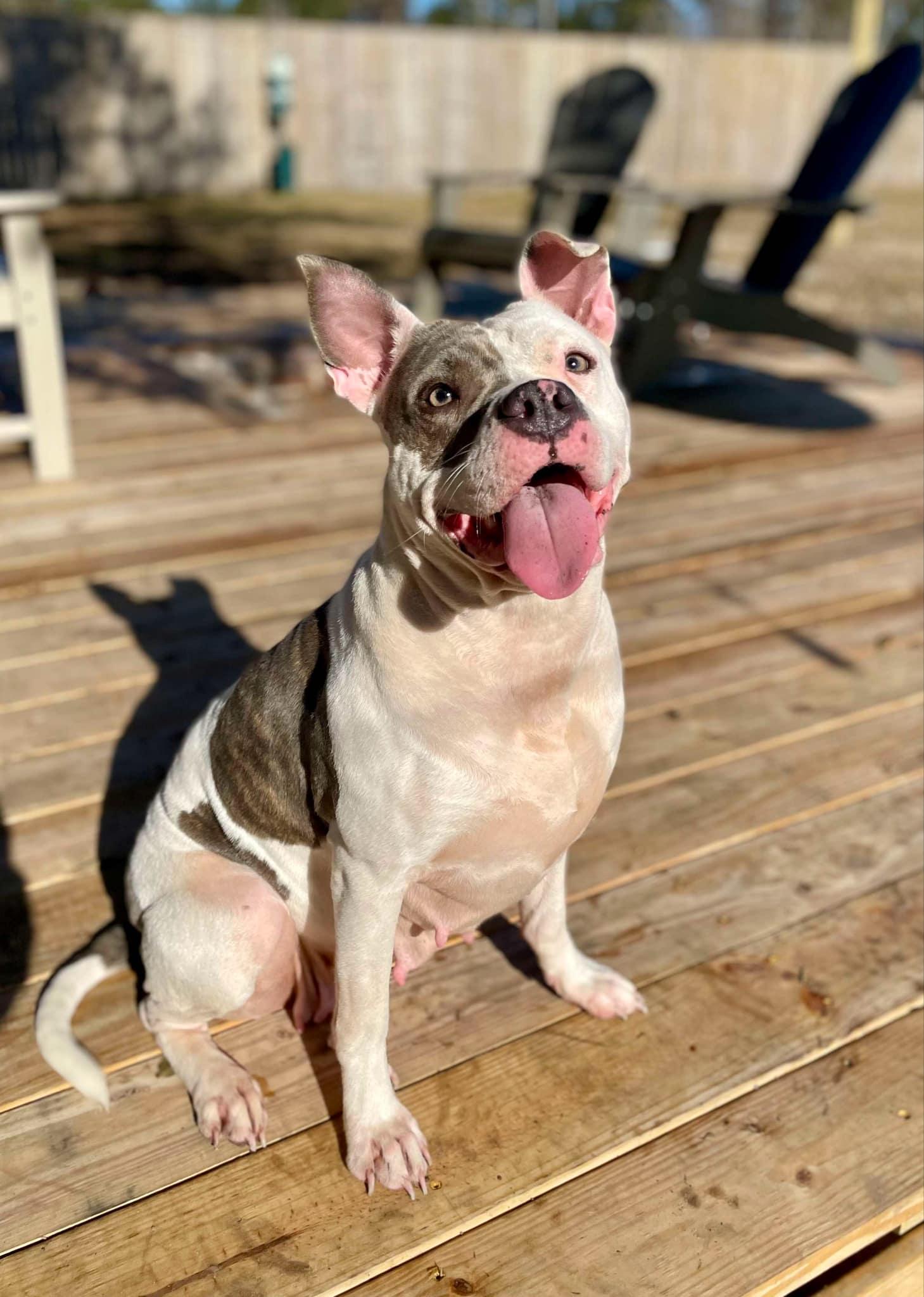 Genesis (Social Butterfly)