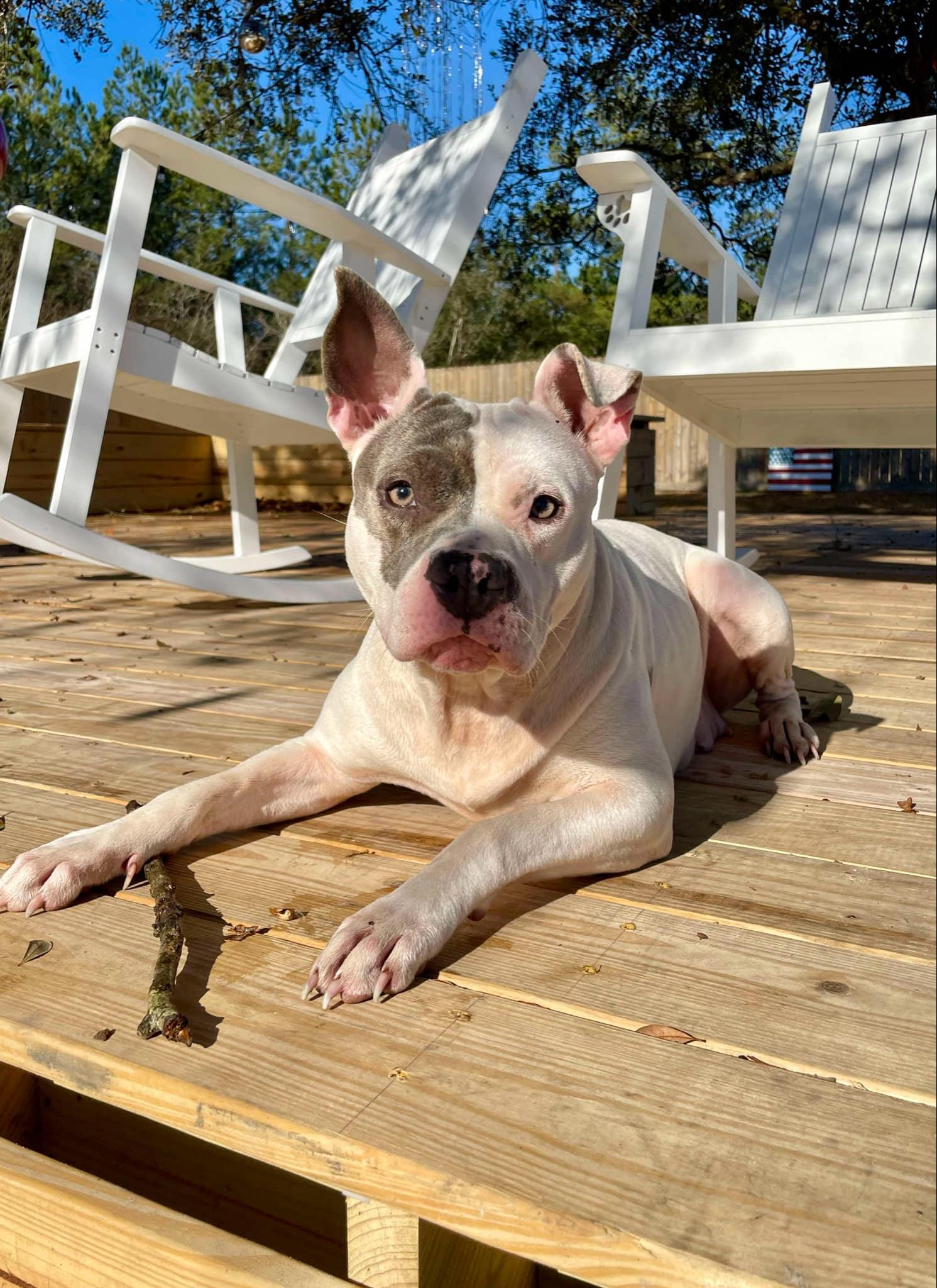 Genesis (Social Butterfly)