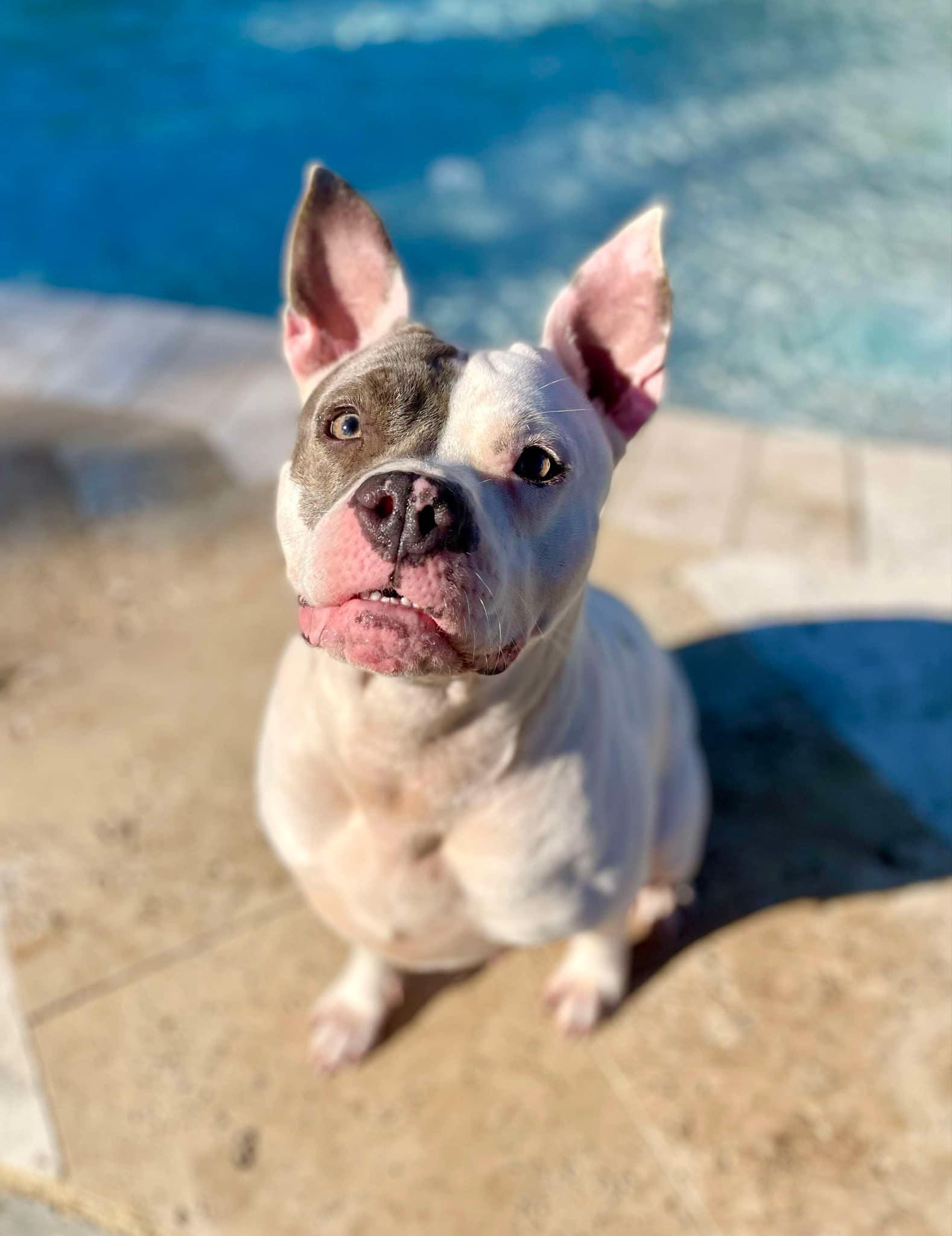 Genesis (Social Butterfly)