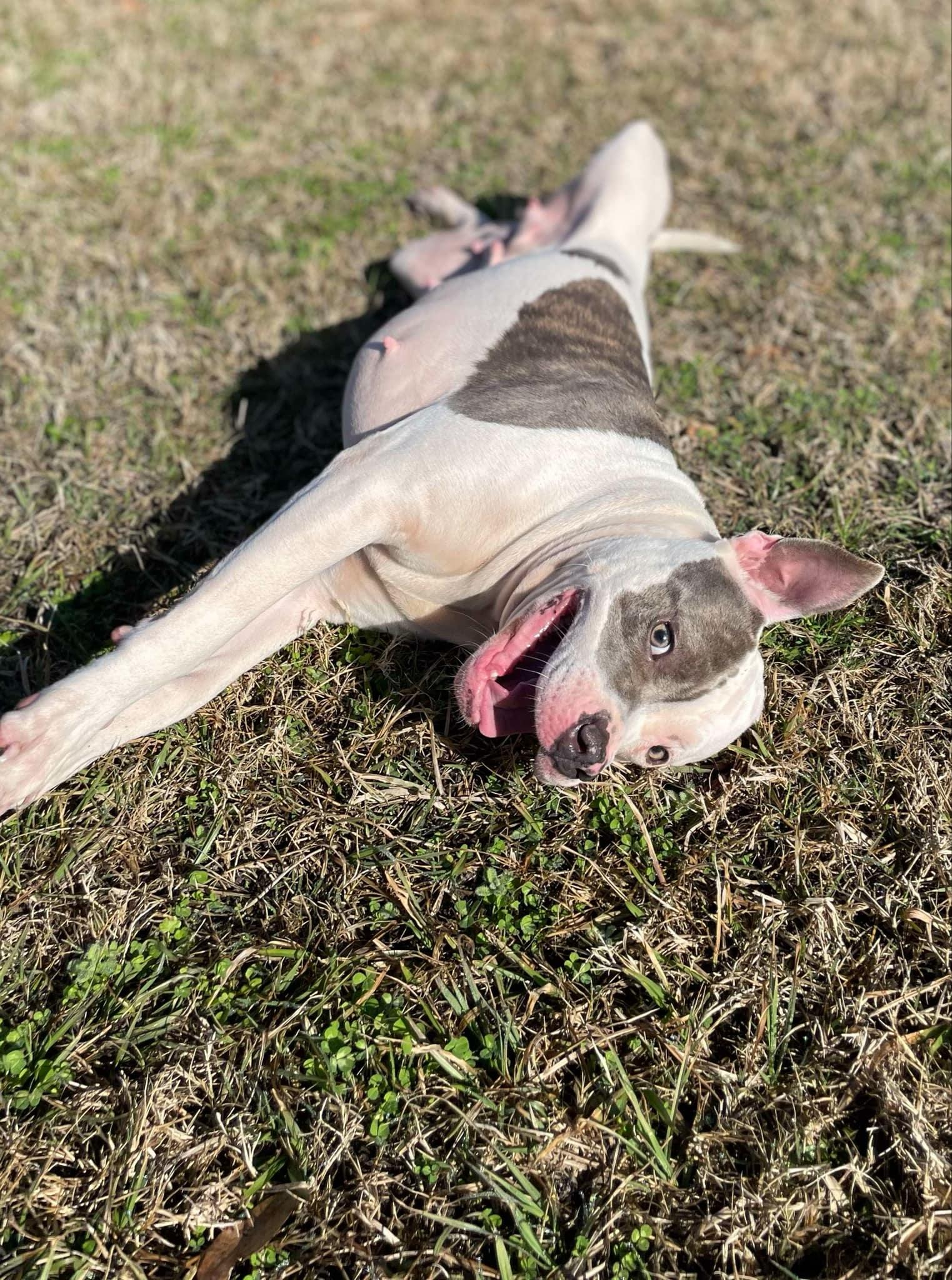 Genesis (Social Butterfly)