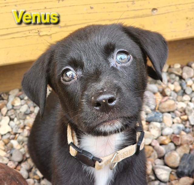 Venus