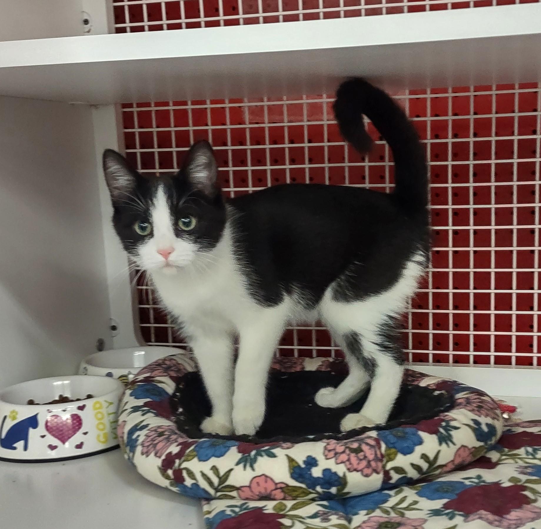 Enlarge Kittens!!, an adopted mixed breed in Golden Valley, AZ image 3/4