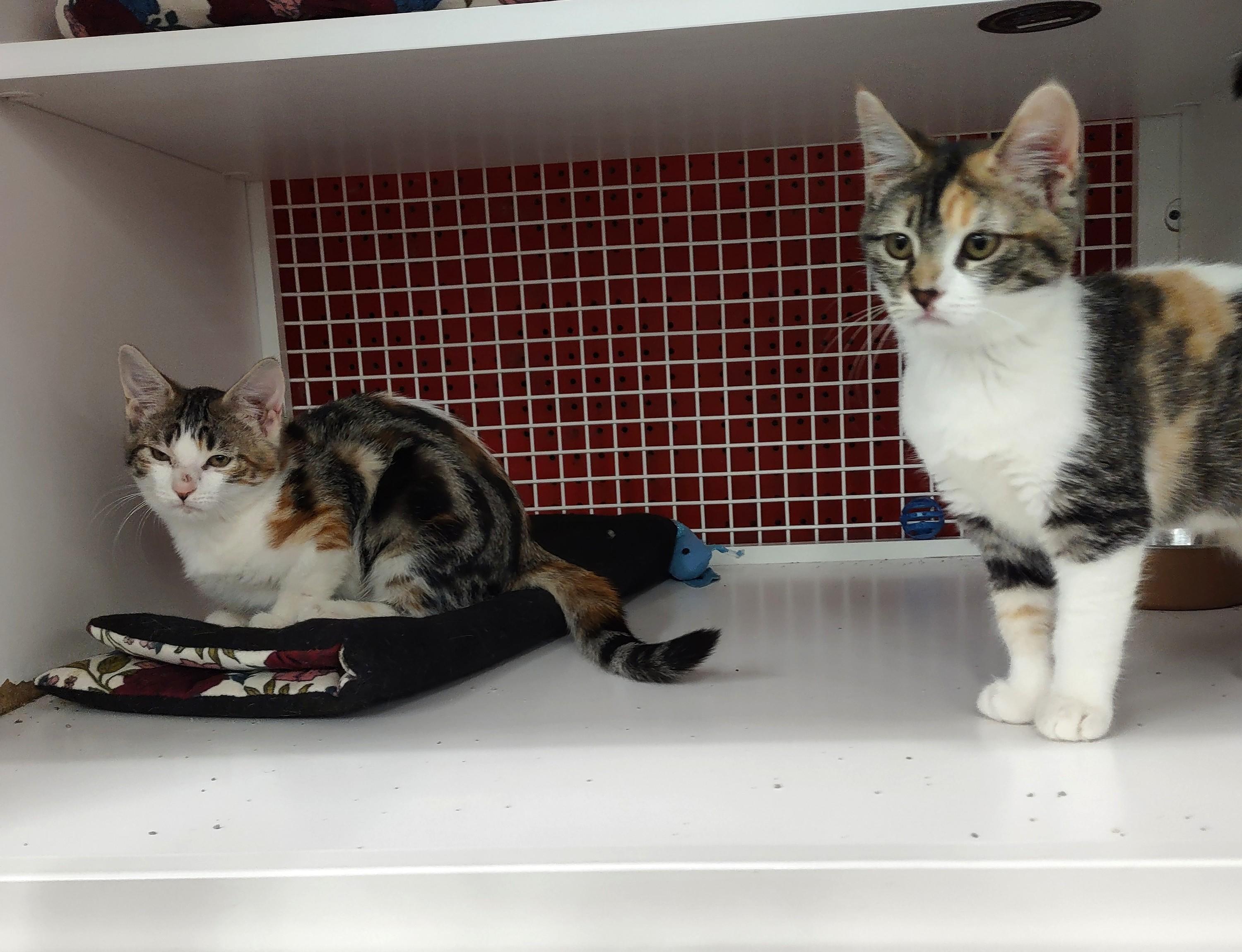 Enlarge Kittens!!, an adopted mixed breed in Golden Valley, AZ image 4/4