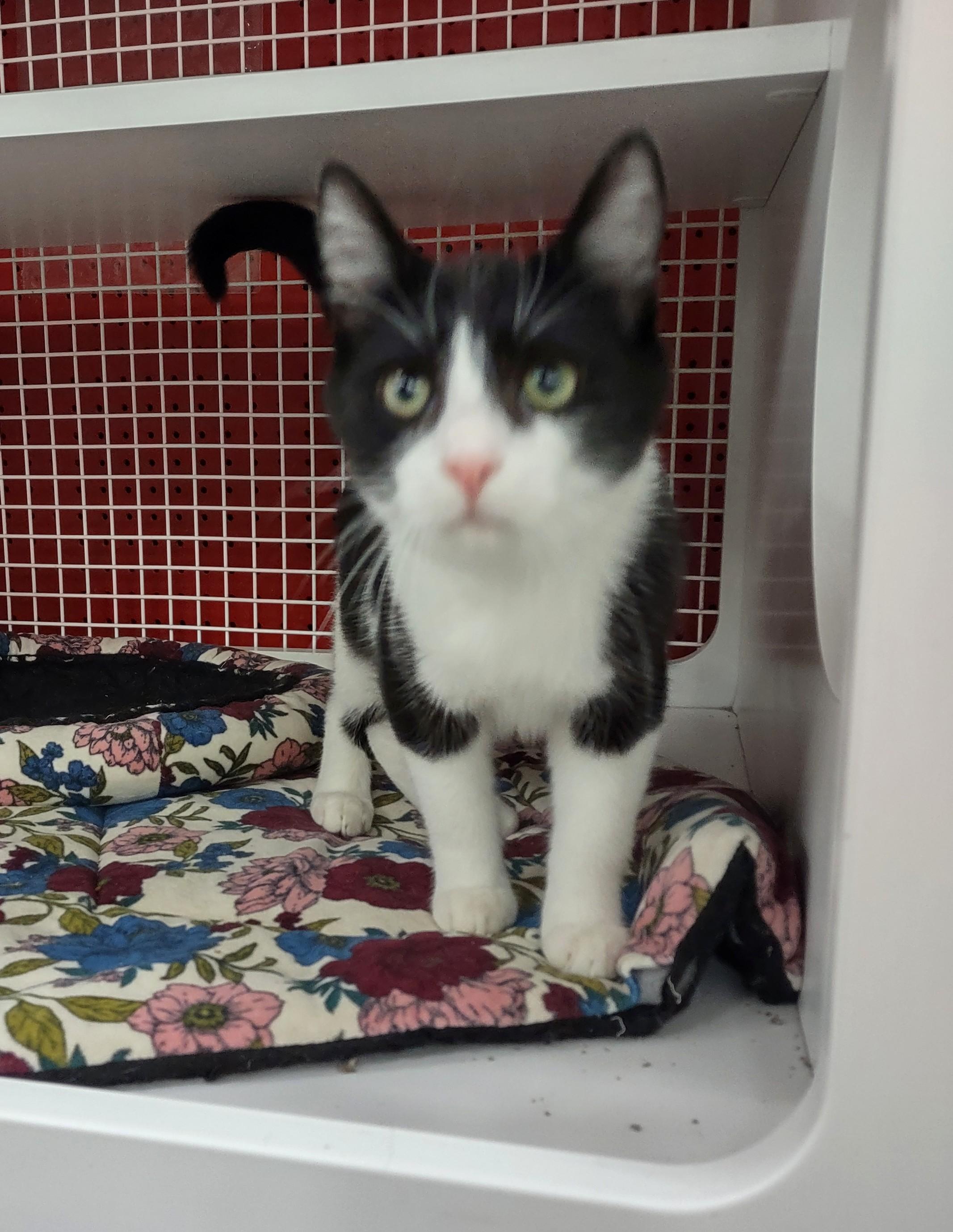 Enlarge Kittens!!, an adopted mixed breed in Golden Valley, AZ image 2/4