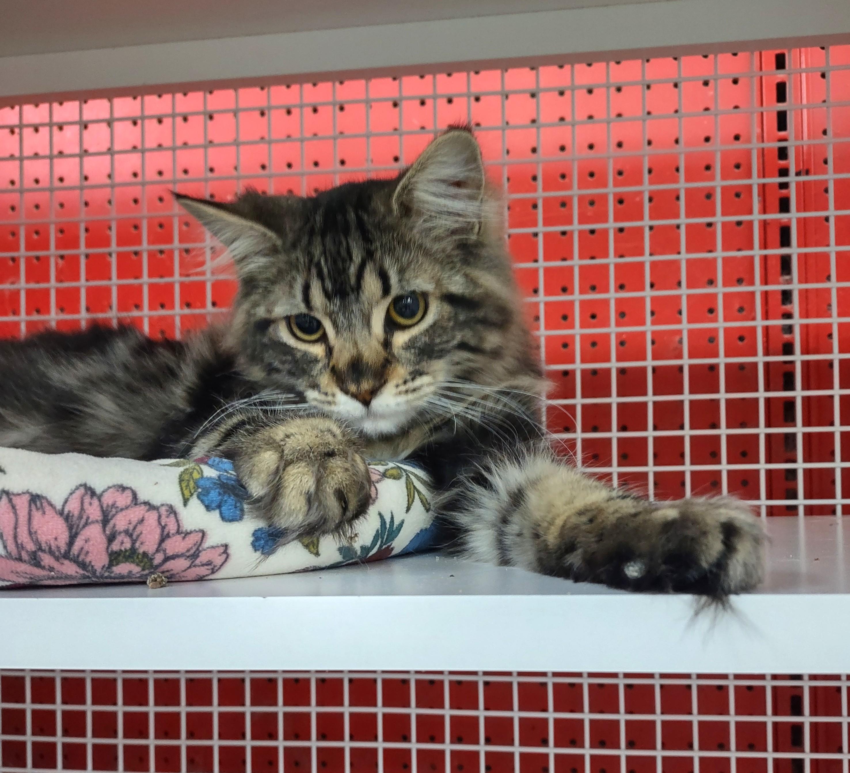 Enlarge Kittens!!, an adopted mixed breed in Golden Valley, AZ image 1/4