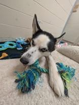 Zeus, a ADOPTABLE mixed breed in Nashua, NH image 3/3