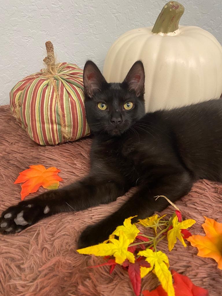 Lizzie, Adoptable, Kitten Female Domestic Short Hair.