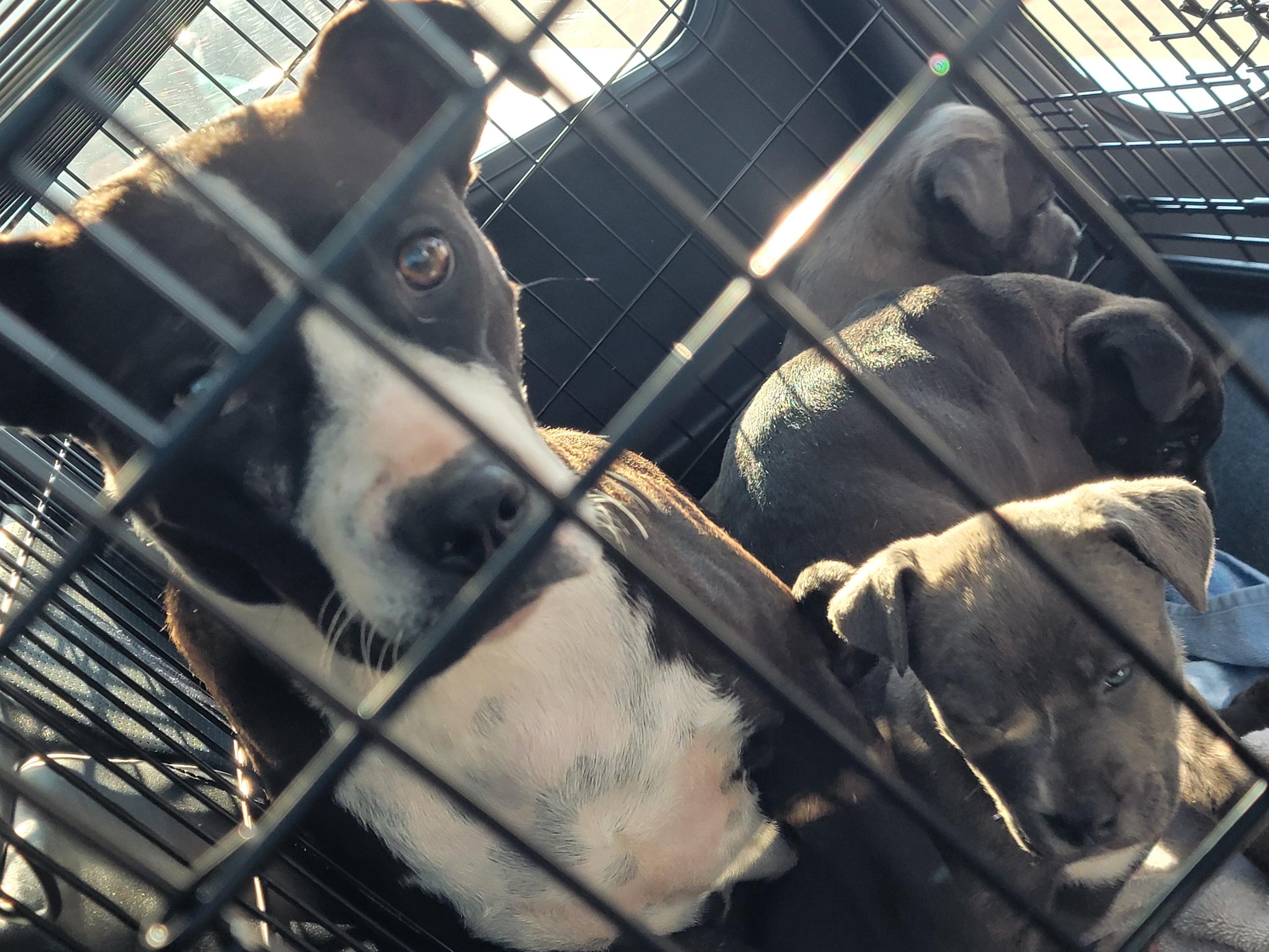 Enlarge Blair, a ADOPTABLE mixed breed in Port Saint Lucie, FL image 4/4