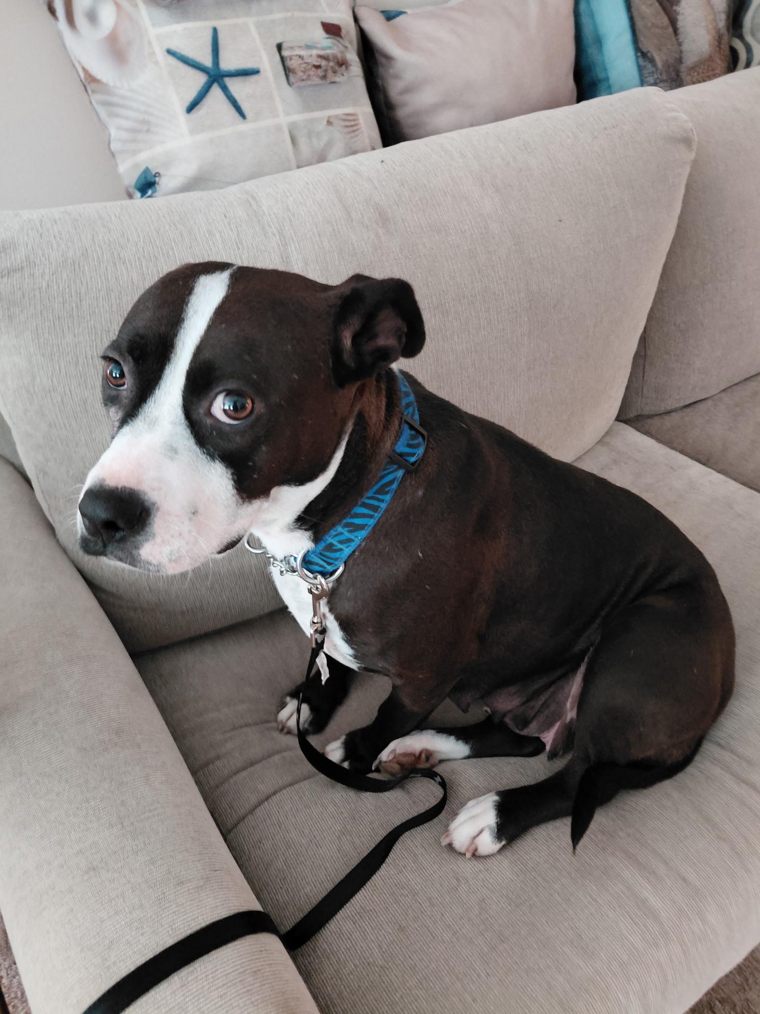 Enlarge Blair, a ADOPTABLE mixed breed in Port Saint Lucie, FL image 2/4