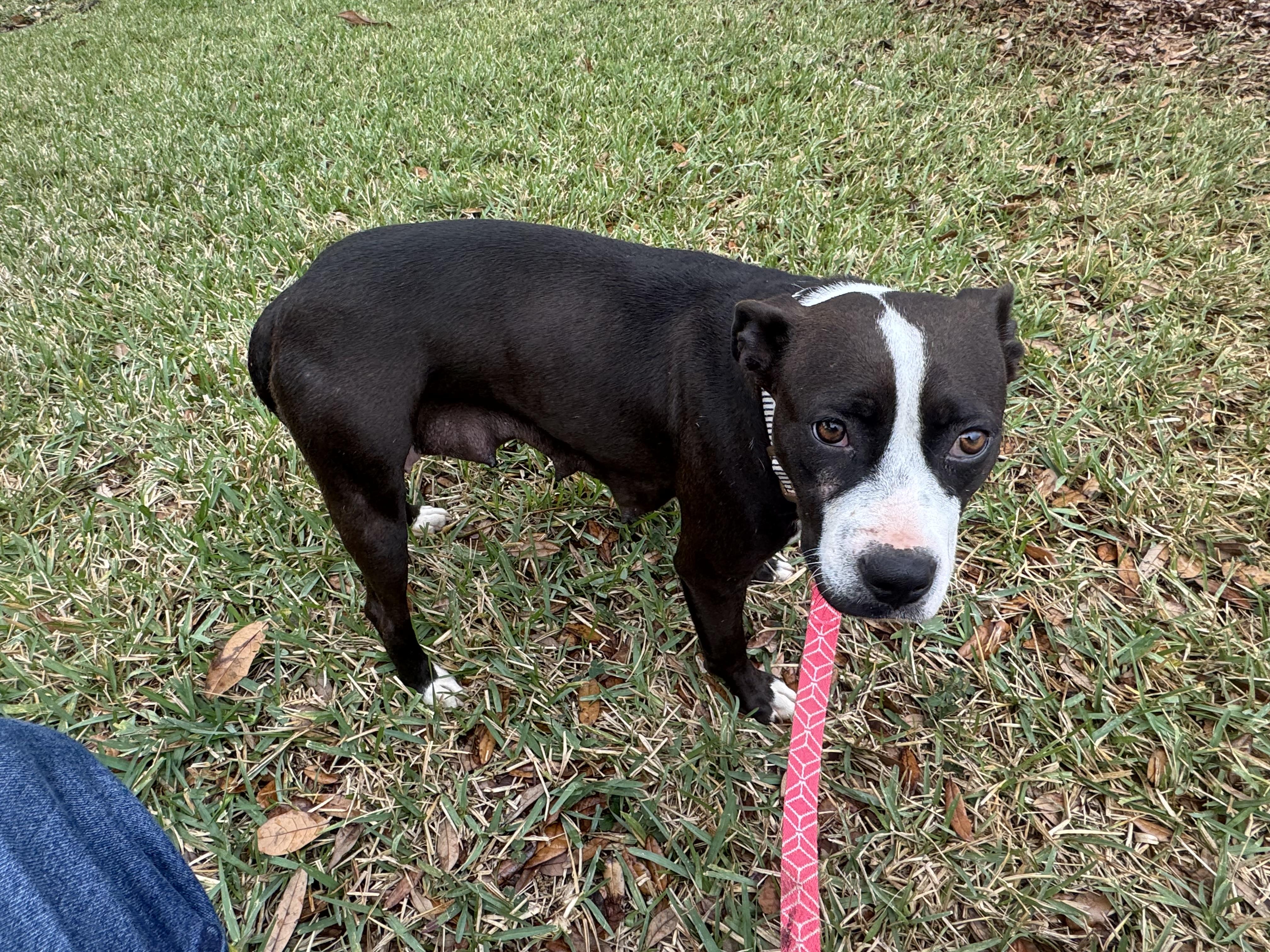 Enlarge Blair, a ADOPTABLE mixed breed in Port Saint Lucie, FL image 1/4