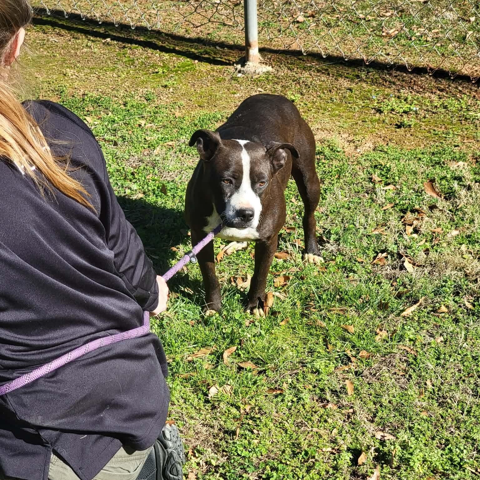 Enlarge Blair, a ADOPTABLE mixed breed in Port Saint Lucie, FL image 3/4