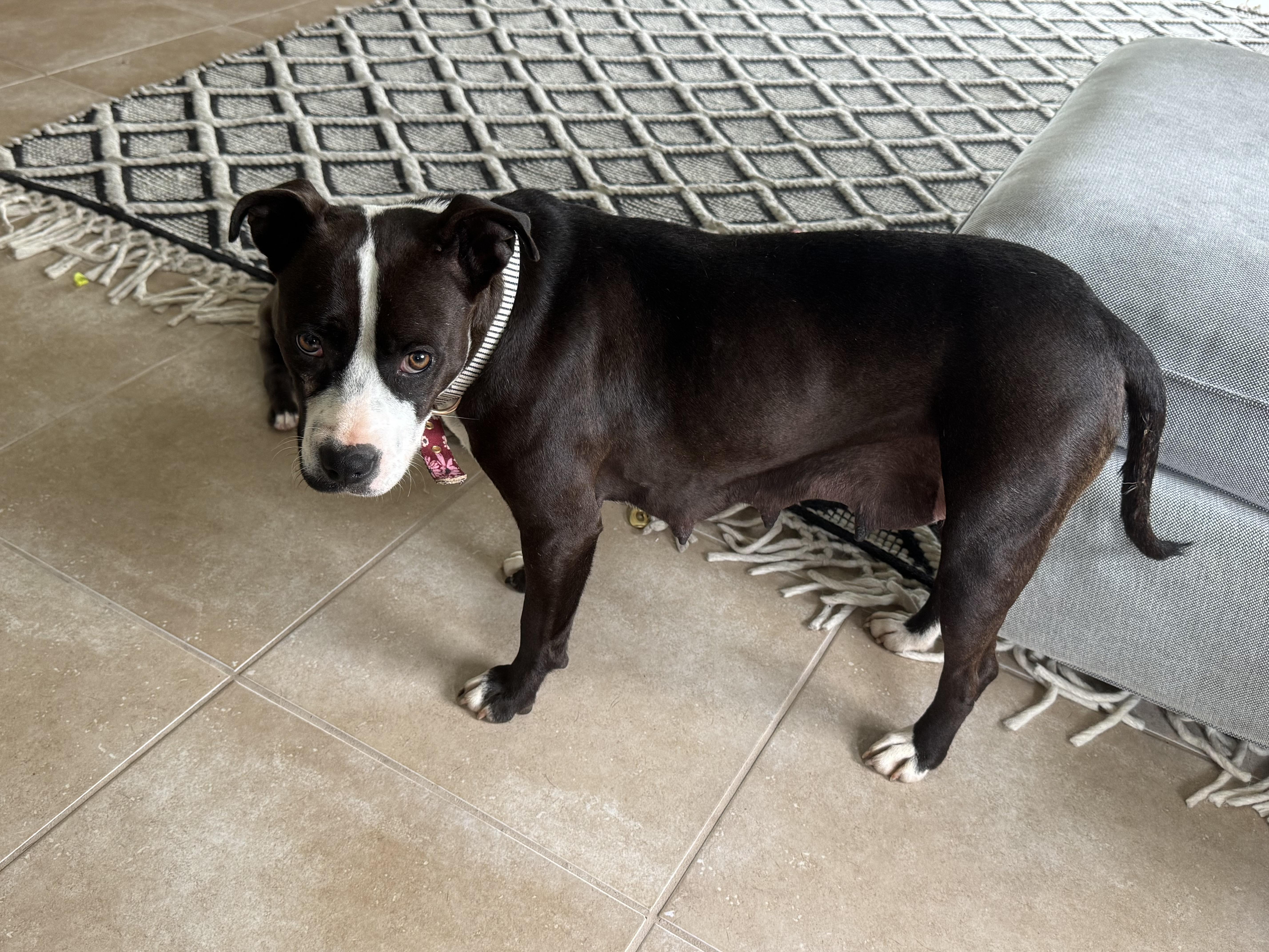 Enlarge Blair, a ADOPTABLE mixed breed in Port Saint Lucie, FL image 2/4