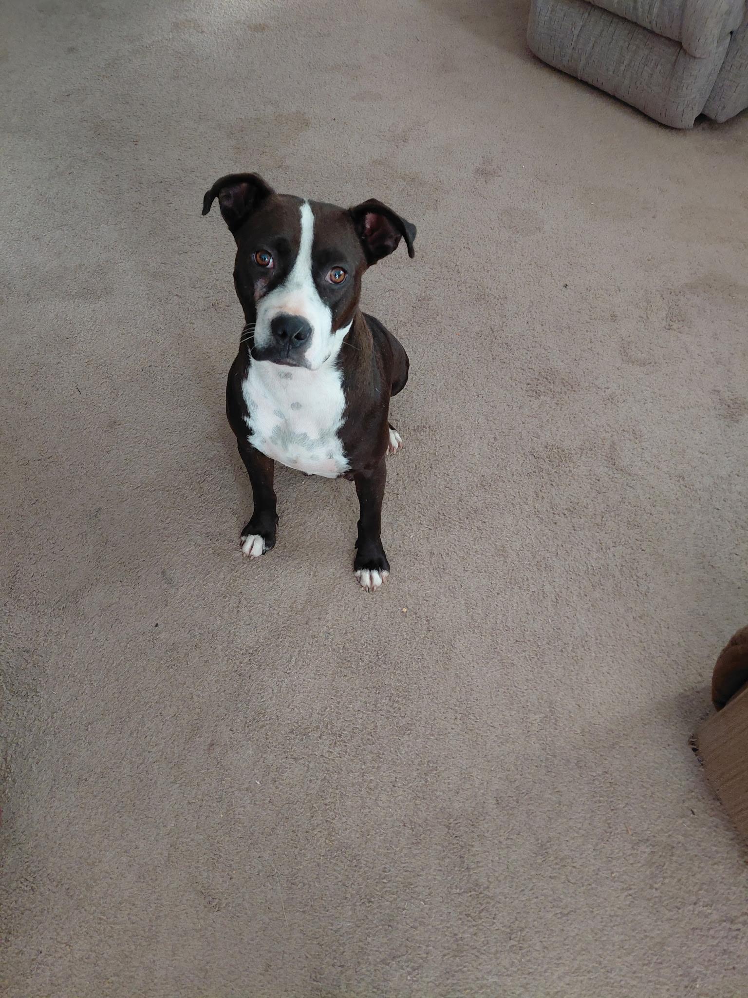 Blair, ADOPTABLE, Adult Female Pit Bull Terrier.