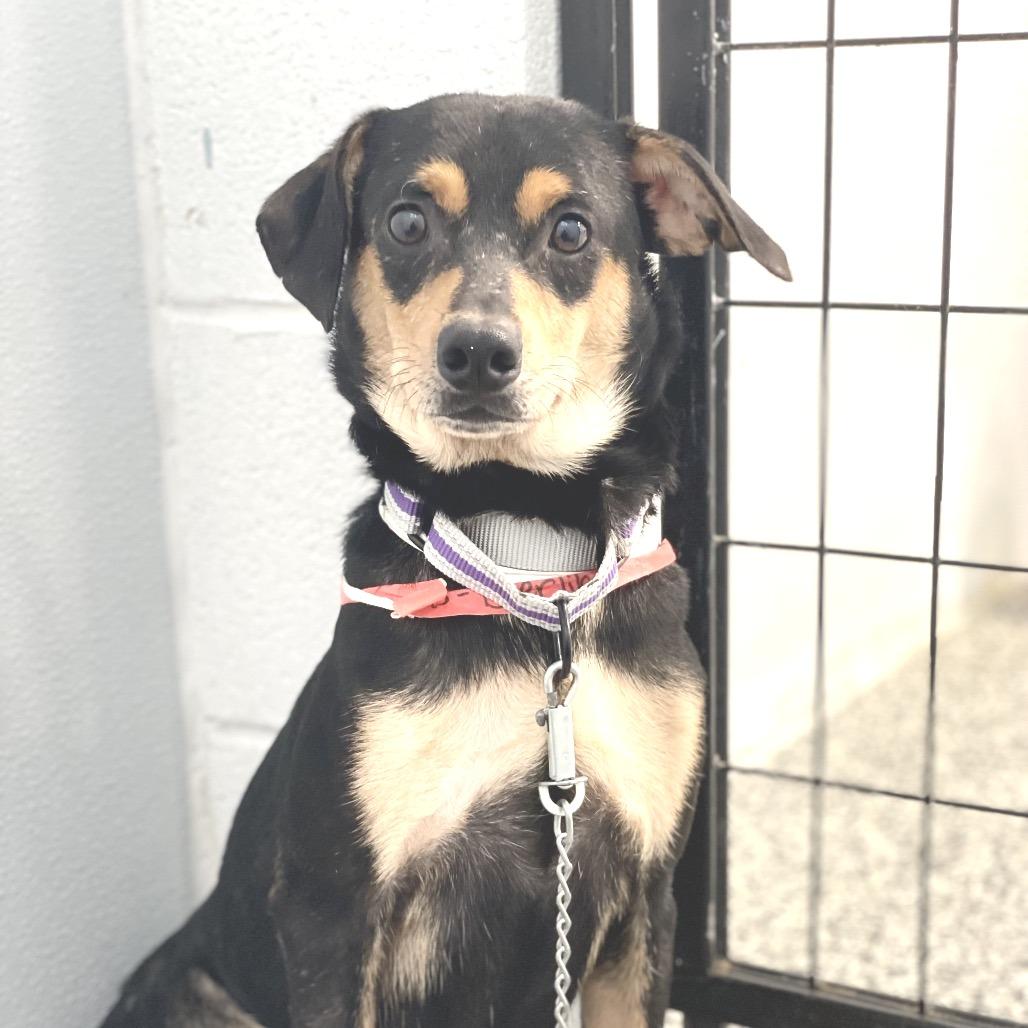 Berlin, Adoptable, Adult Male Mixed Breed.