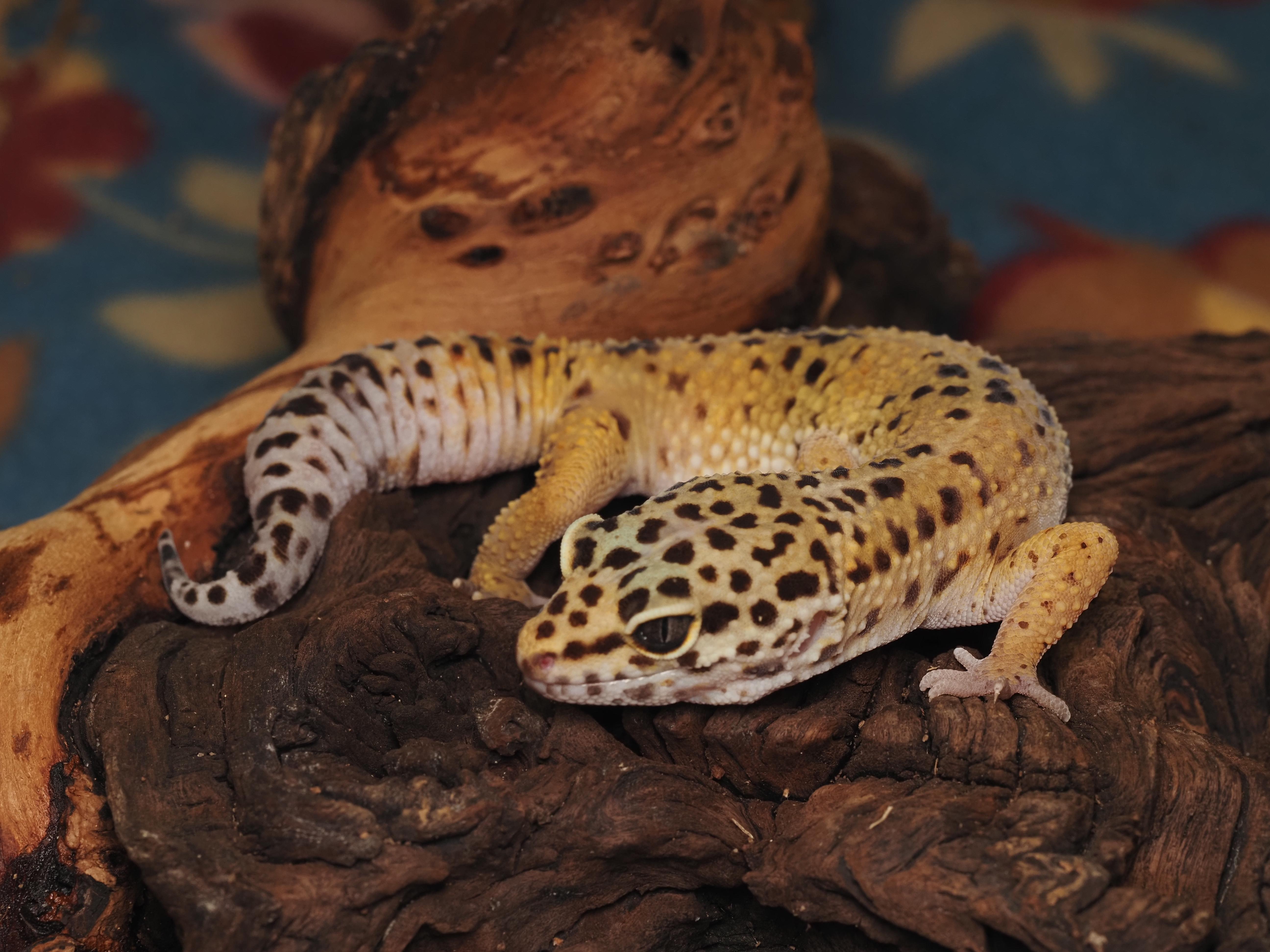 Enlarge Purdy the Leopard Gecko , an adopted Gecko in Tacoma, WA image 1/1